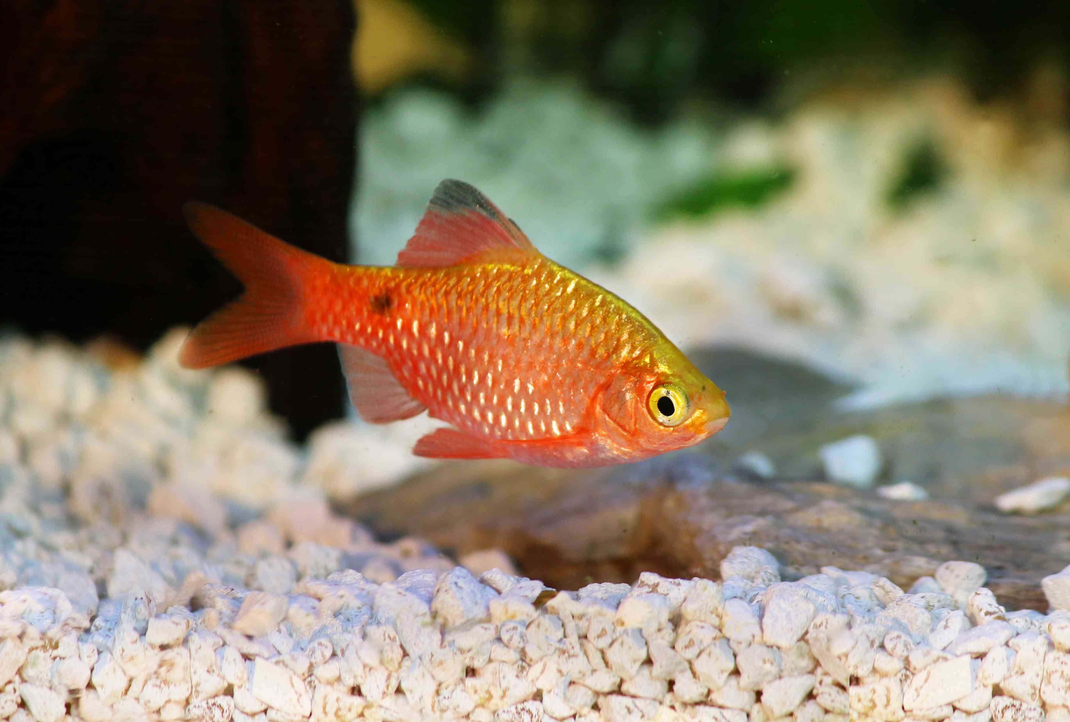 Cherry Barb Guide: Care, Characteristics & Tank Setup