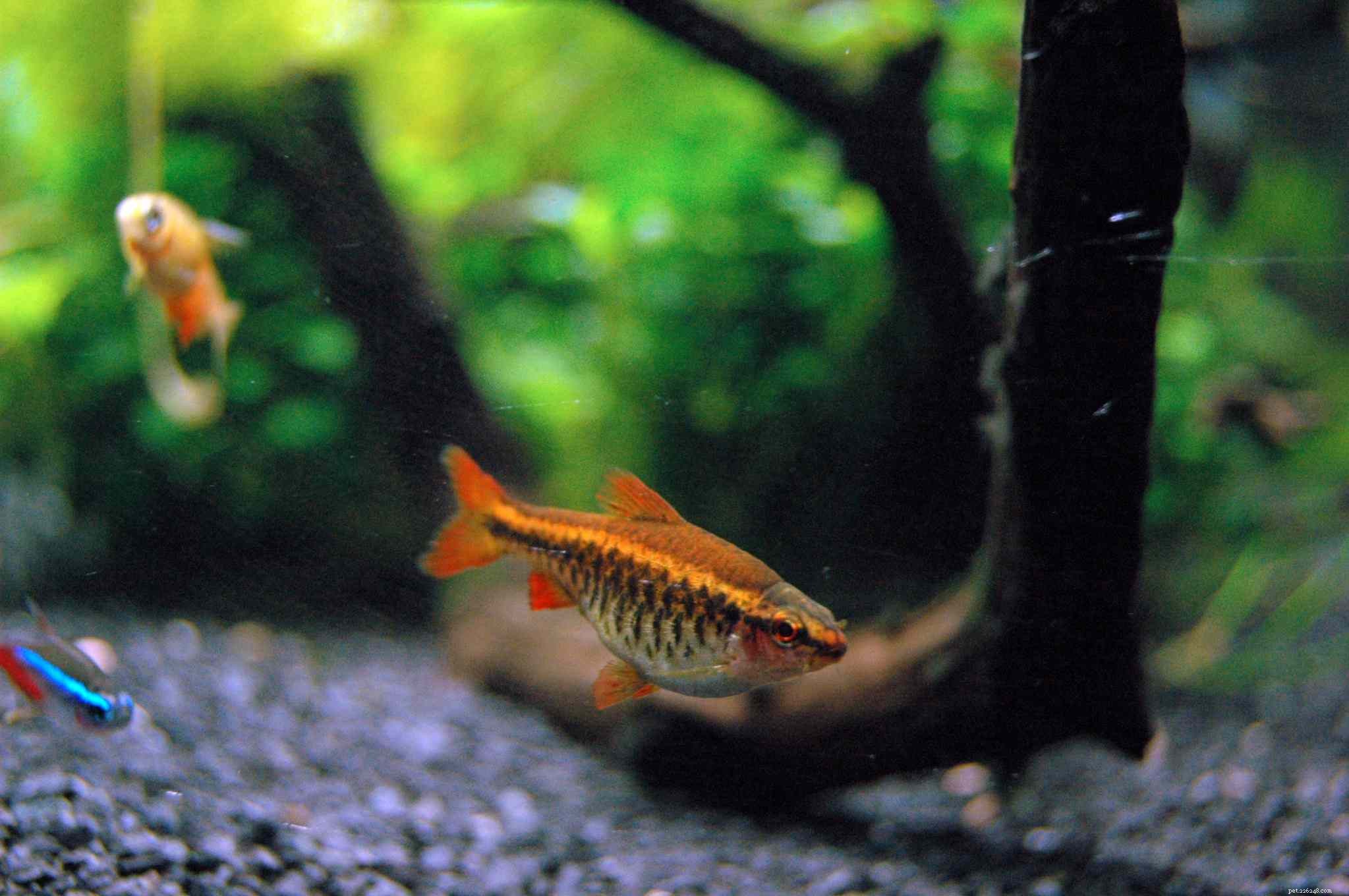 Cherry Barb Guide: Care, Characteristics & Tank Setup