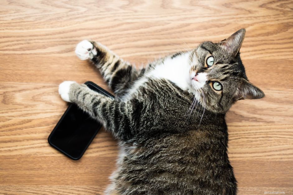 Understanding Cat Jealousy: Causes and How to Alleviate It