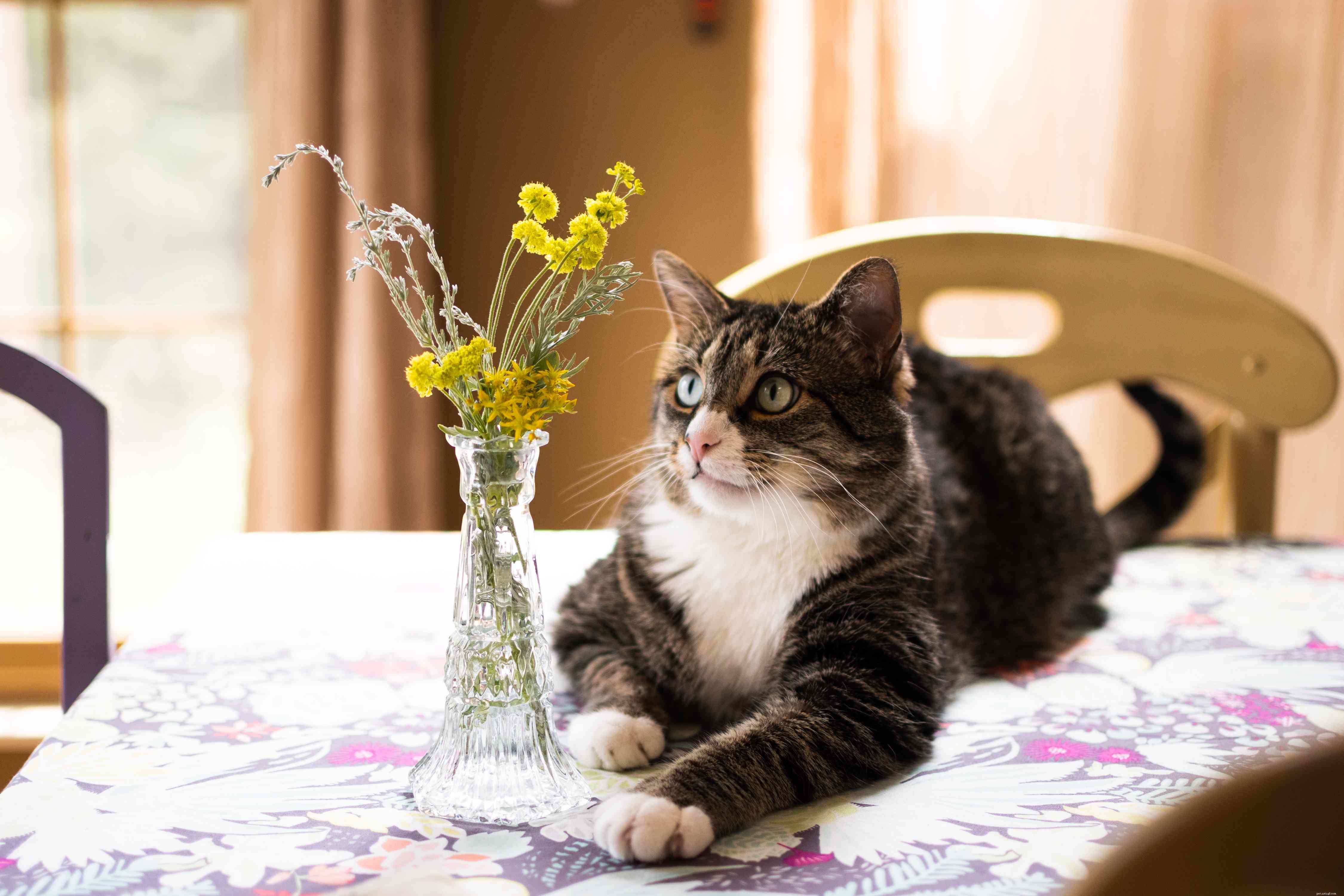 Understanding Cat Jealousy: Causes and How to Alleviate It