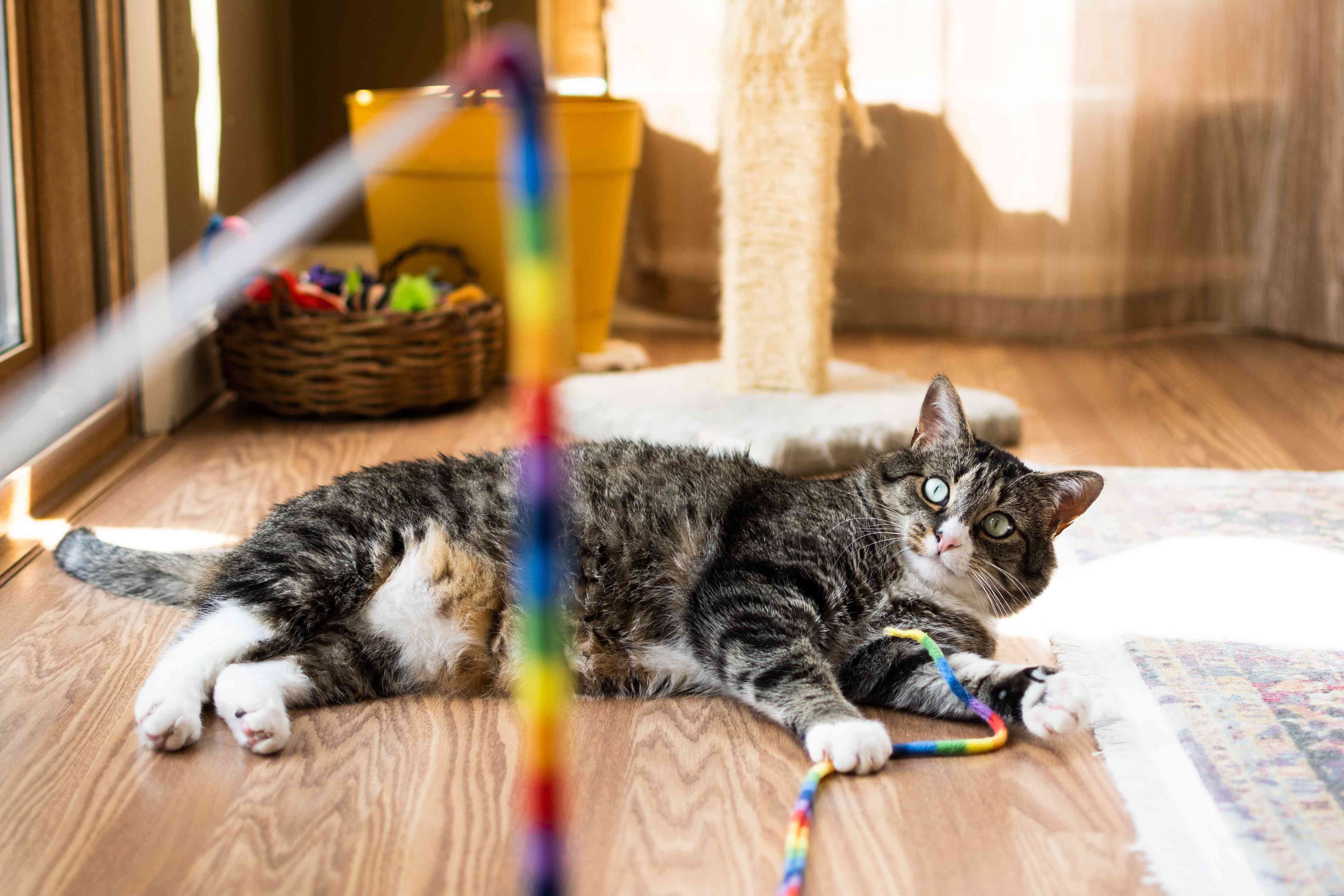 Understanding Cat Jealousy: Causes and How to Alleviate It