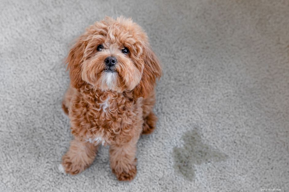 Effective Guide to Removing Puppy Pee Stains and Preventing Future Accidents