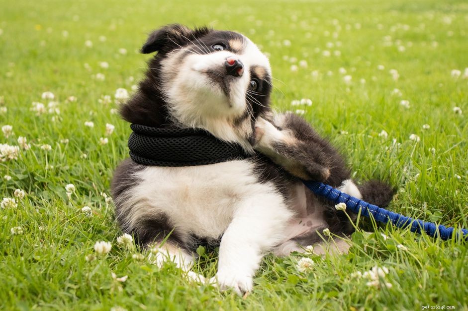 How to Calm Your Puppy’s Itchy Skin: Effective Tips & Causes