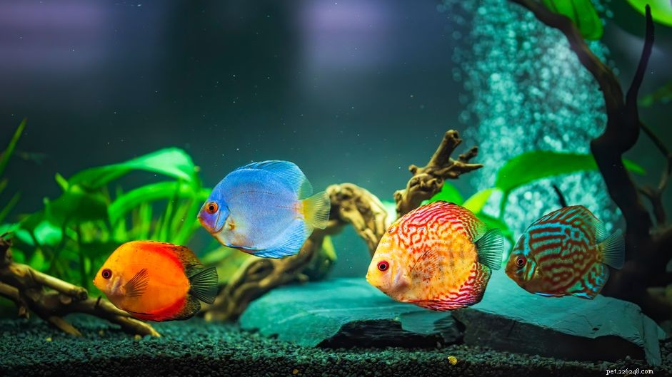 Top Equipment for Optimal Aquarium Water Circulation