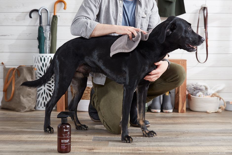 Master Waterless Pet Wash: Simple Steps for Fresh, Rinse-Free Grooming