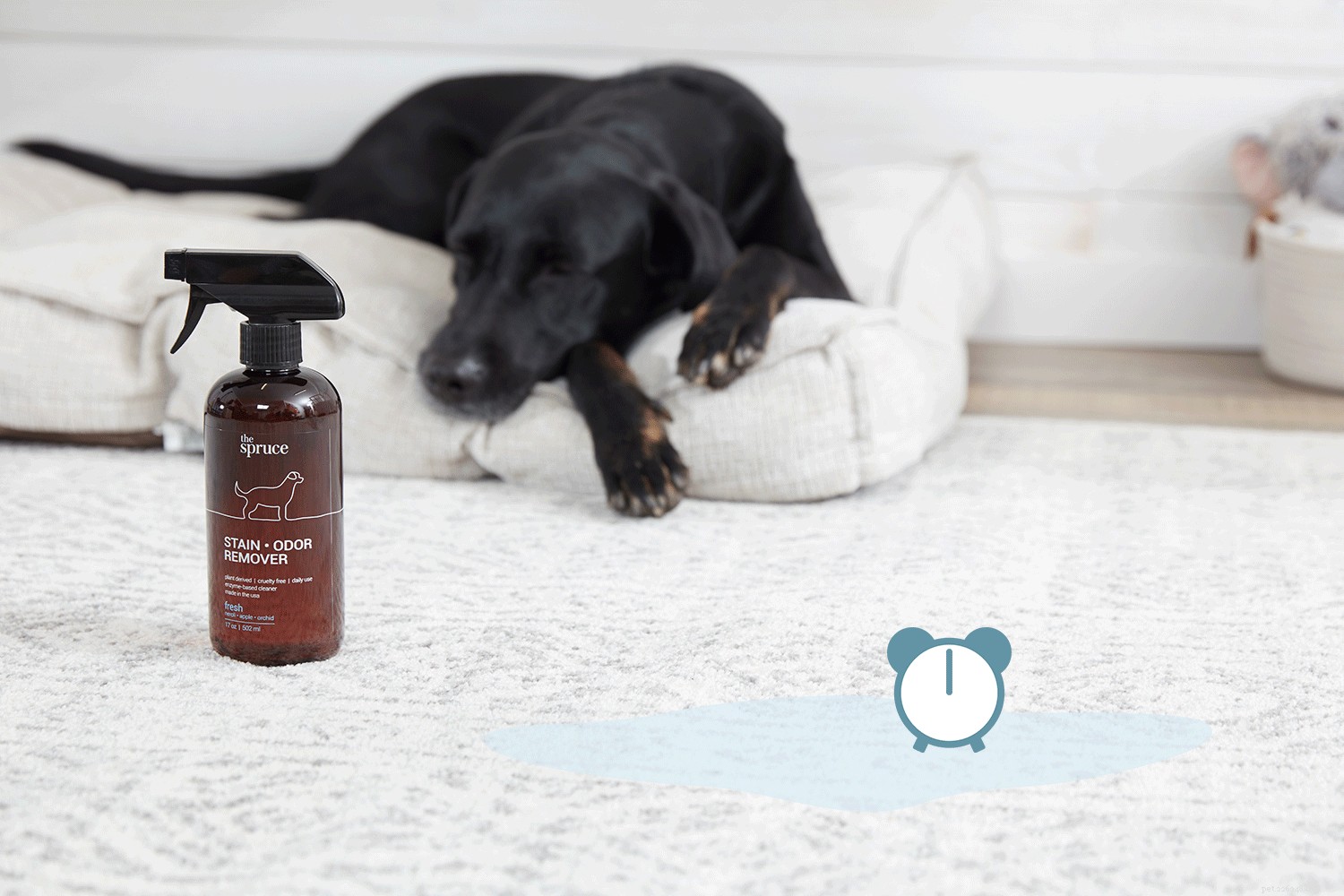 Professional Pet Stain & Odor Remover: Easy Steps for a Fresh Carpet