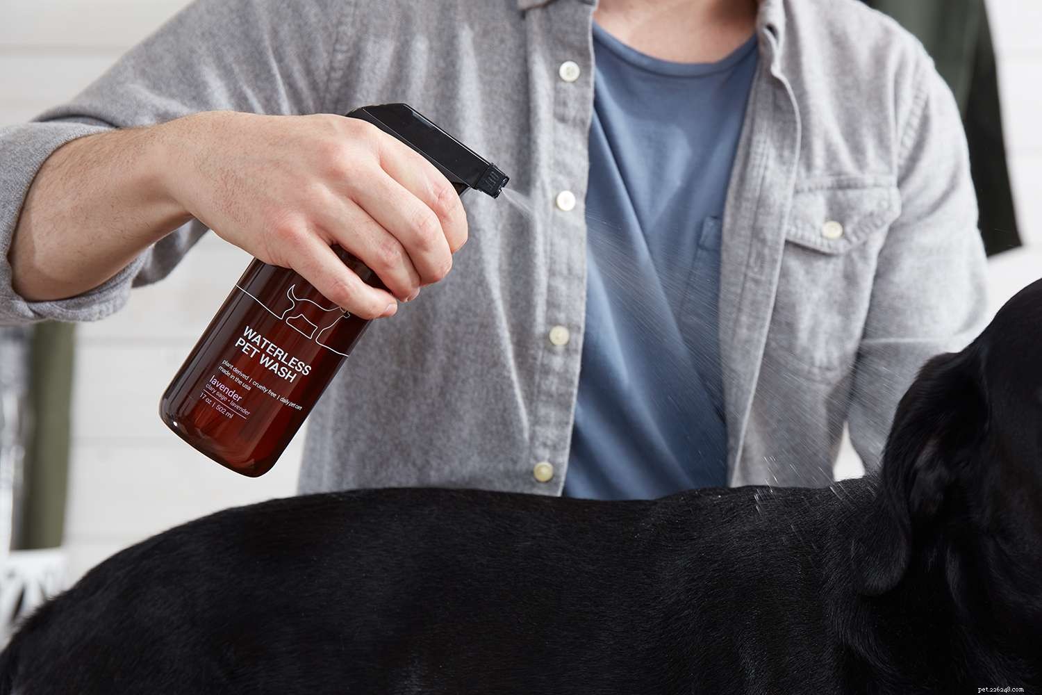 Master Waterless Pet Wash: Simple Steps for Fresh, Rinse-Free Grooming