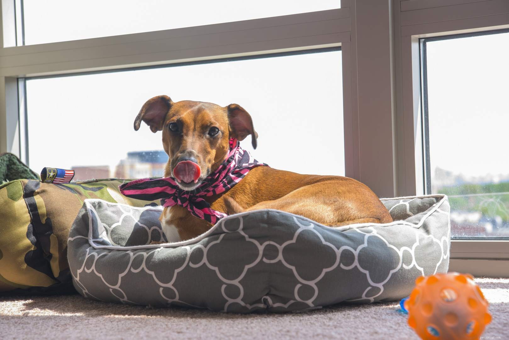 10 Essential Tips for Making Your Apartment Balcony Dog‑Friendly