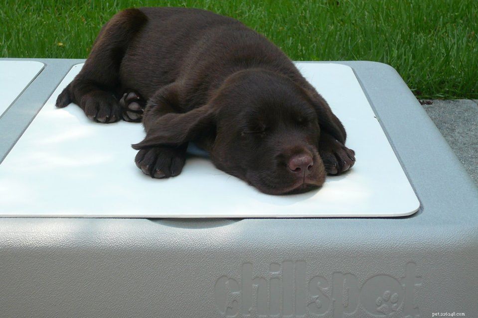 10 Essential Tips for Making Your Apartment Balcony Dog‑Friendly