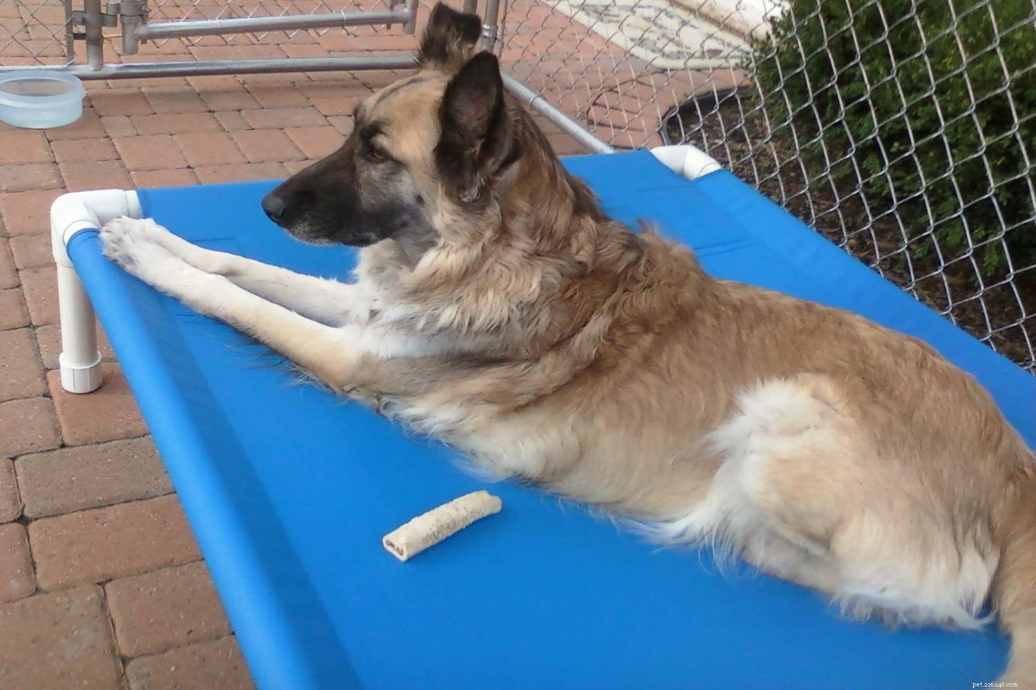 10 Essential Tips for Making Your Apartment Balcony Dog‑Friendly