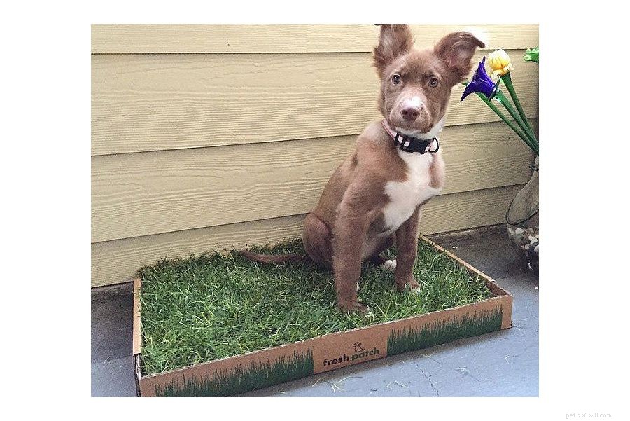 10 Essential Tips for Making Your Apartment Balcony Dog‑Friendly