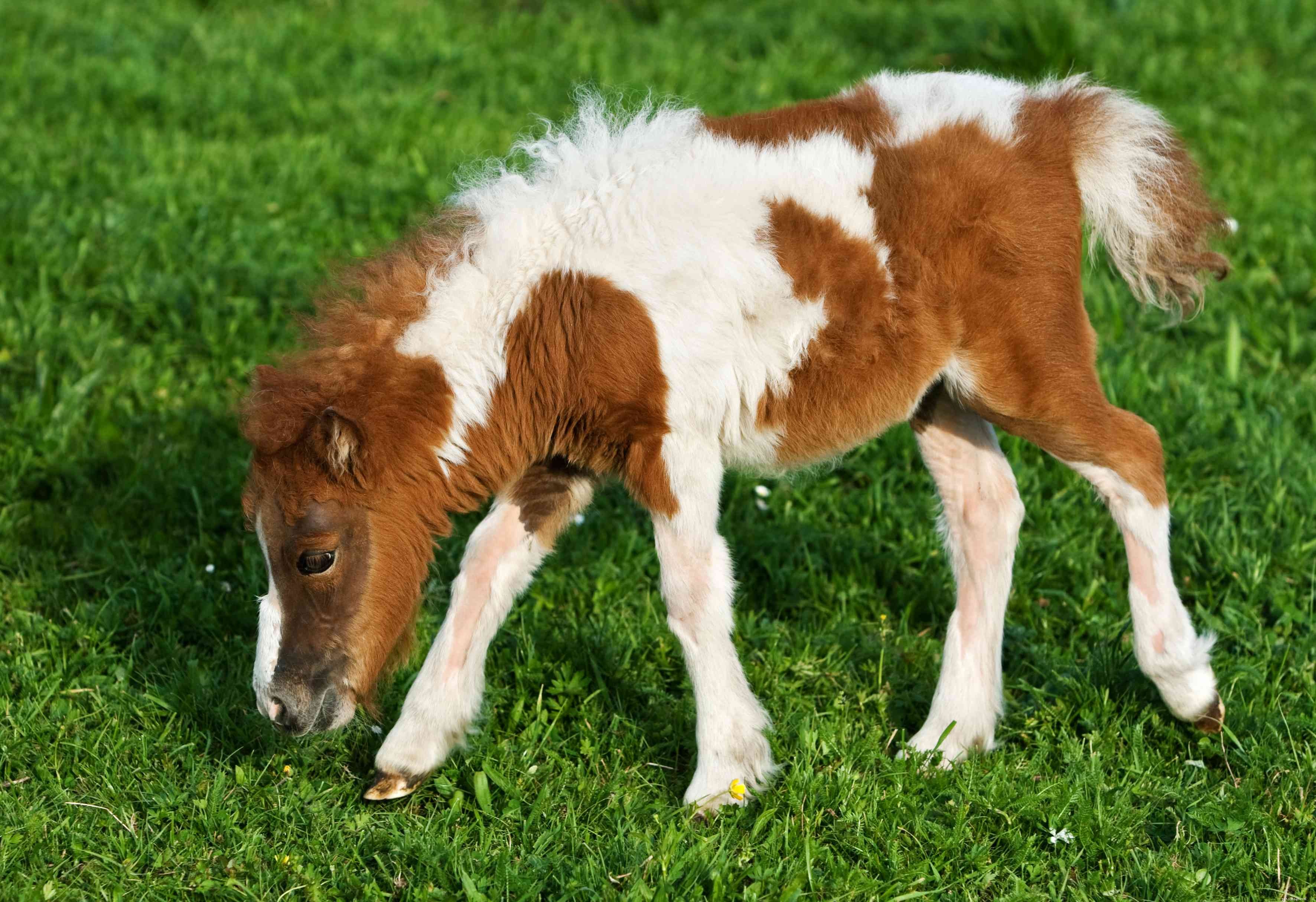 Explore the 12 Smallest Horse Breeds Worldwide – Perfect for Kids and New Riders