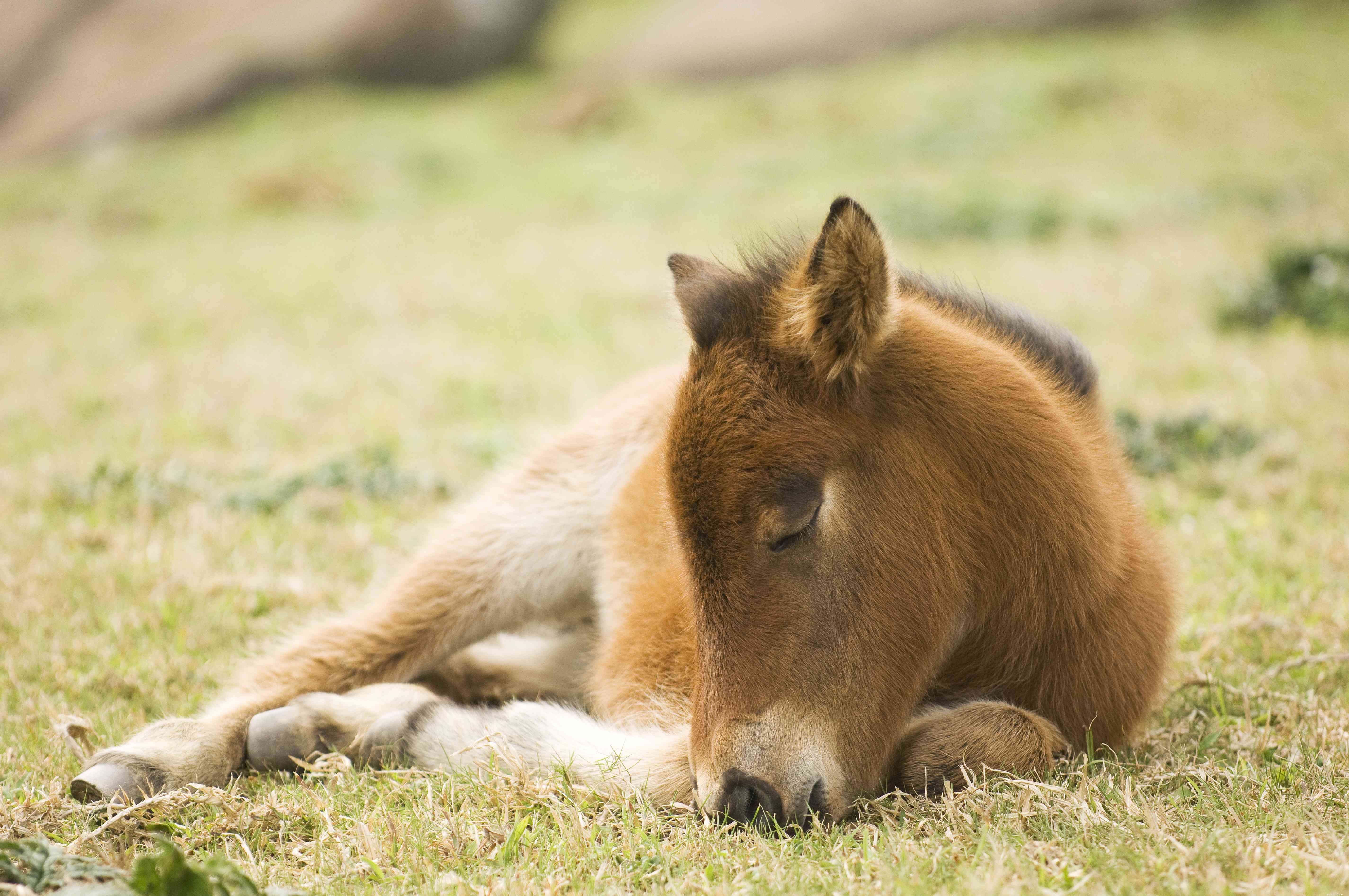 Explore the 12 Smallest Horse Breeds Worldwide – Perfect for Kids and New Riders