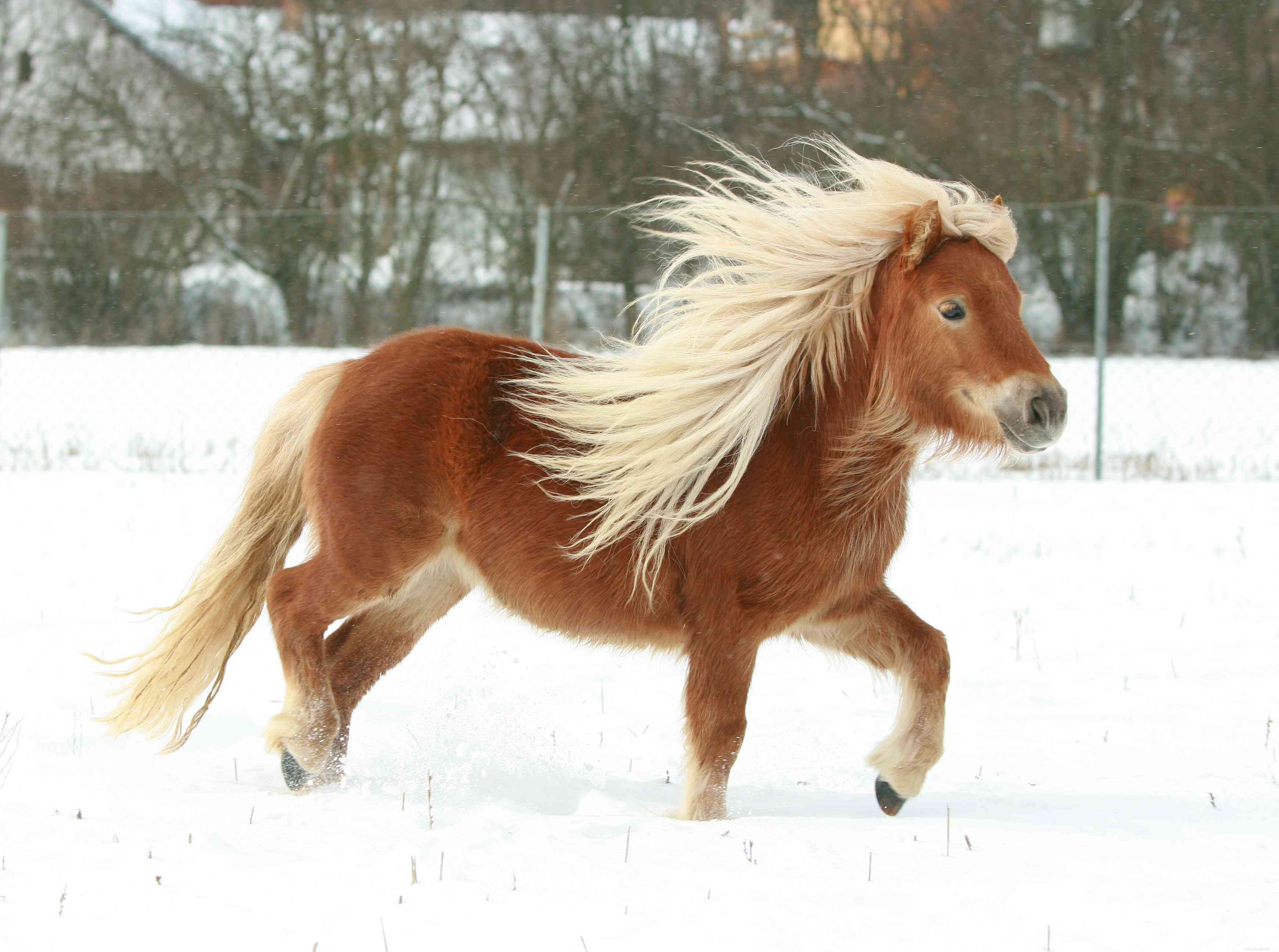 Explore the 12 Smallest Horse Breeds Worldwide – Perfect for Kids and New Riders