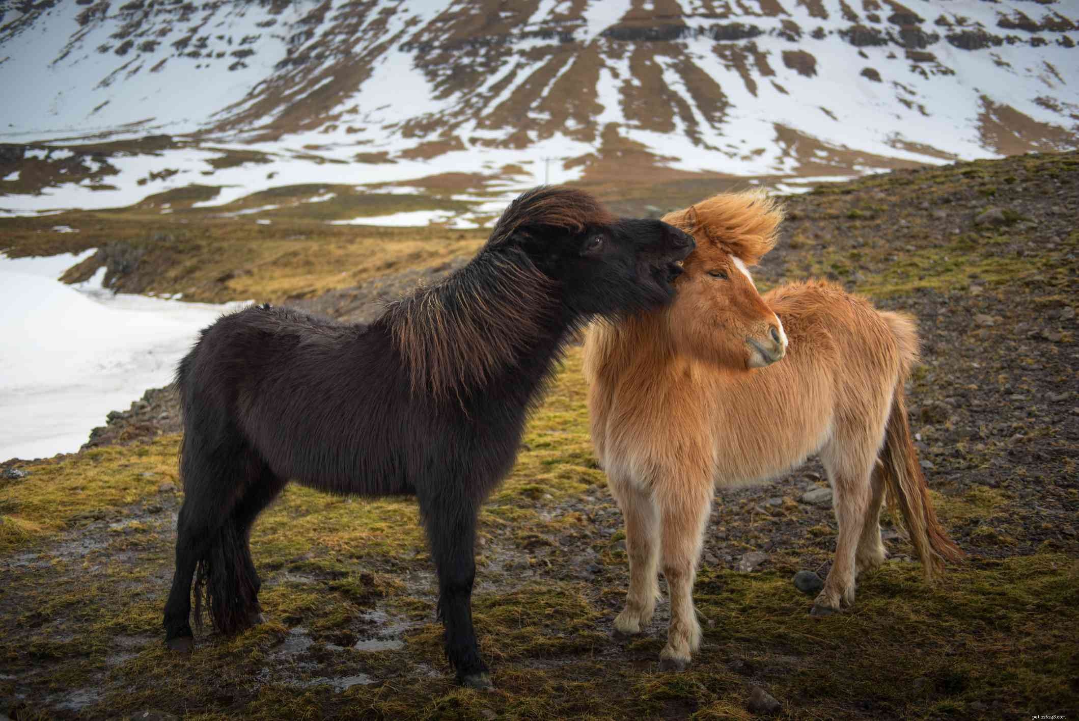 Explore the 12 Smallest Horse Breeds Worldwide – Perfect for Kids and New Riders