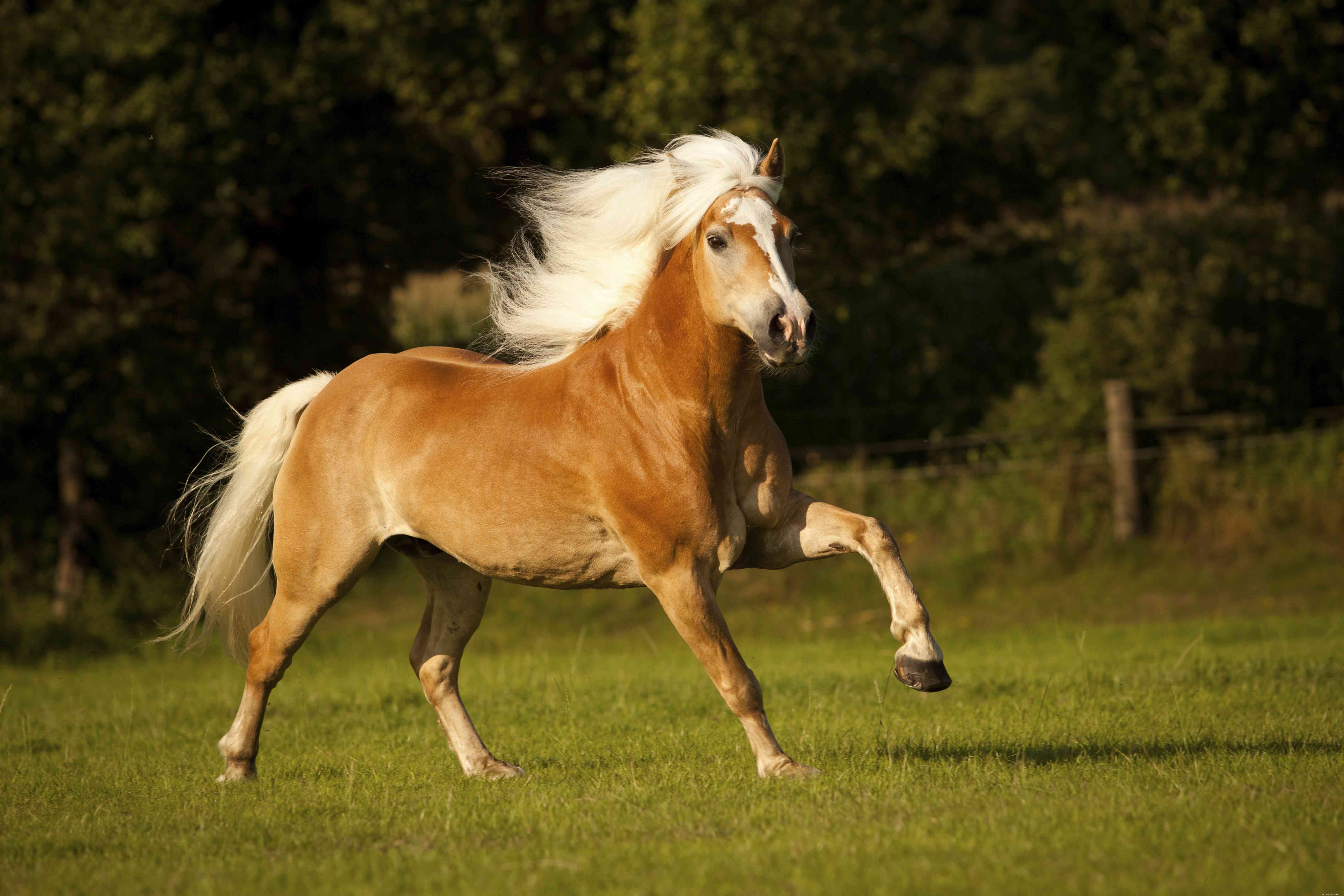 Explore the 12 Smallest Horse Breeds Worldwide – Perfect for Kids and New Riders