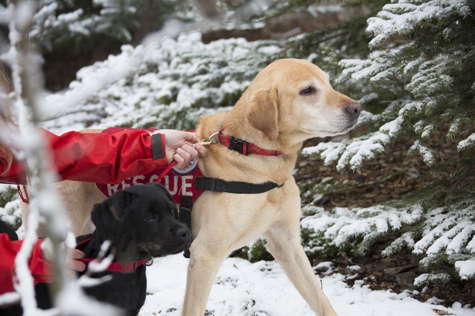 The Unsung Heroes: Inside the World of Search and Rescue Dogs