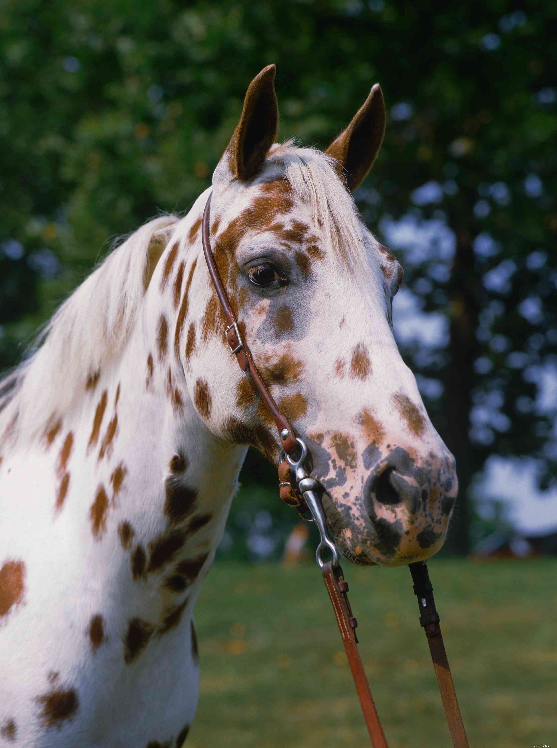 Explore the 12 Smallest Horse Breeds Worldwide – Perfect for Kids and New Riders