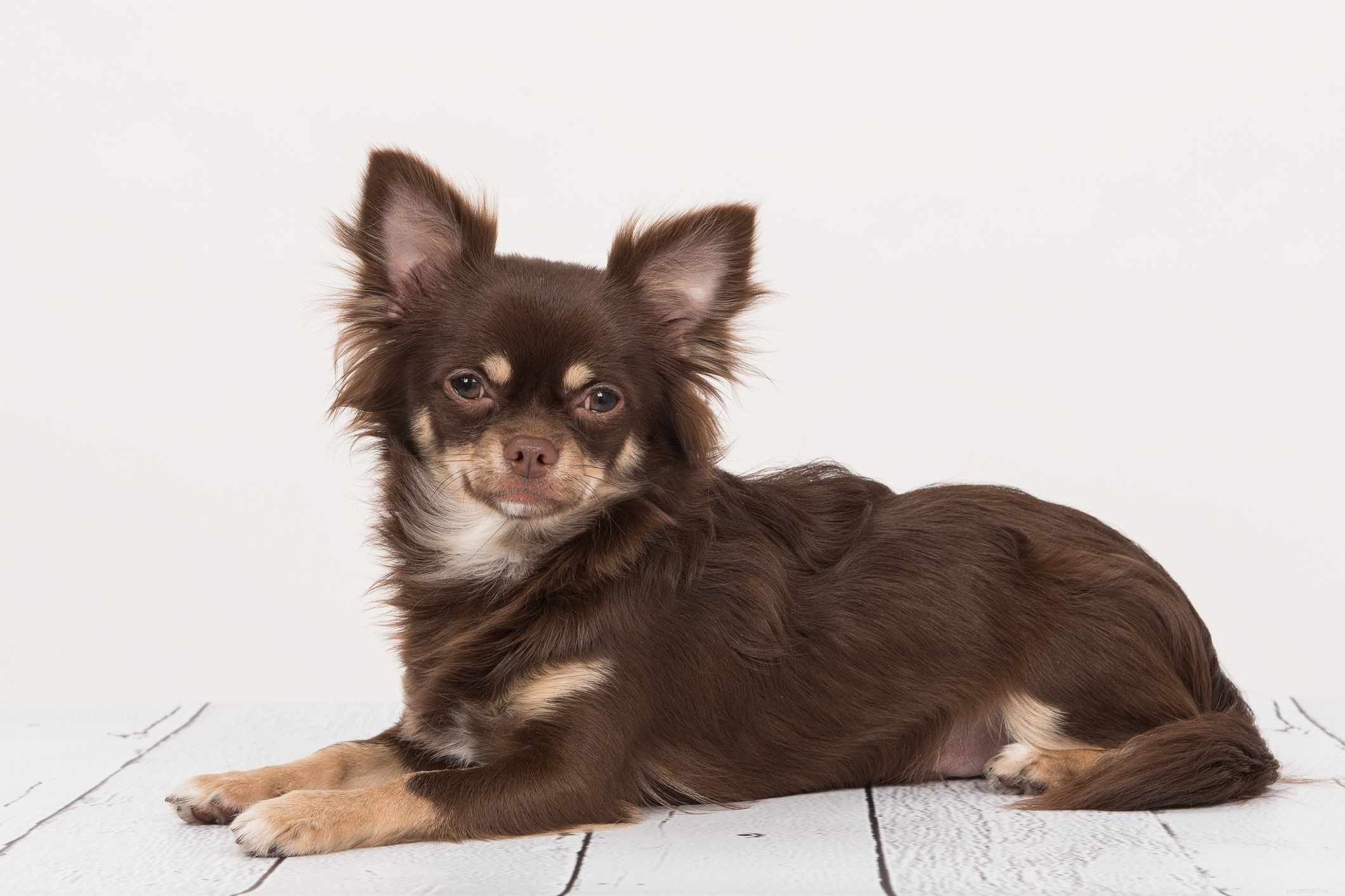 Discover 15 Unique Dog Breeds Native to Latin America