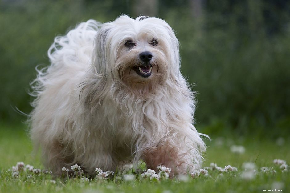 Discover 15 Unique Dog Breeds Native to Latin America