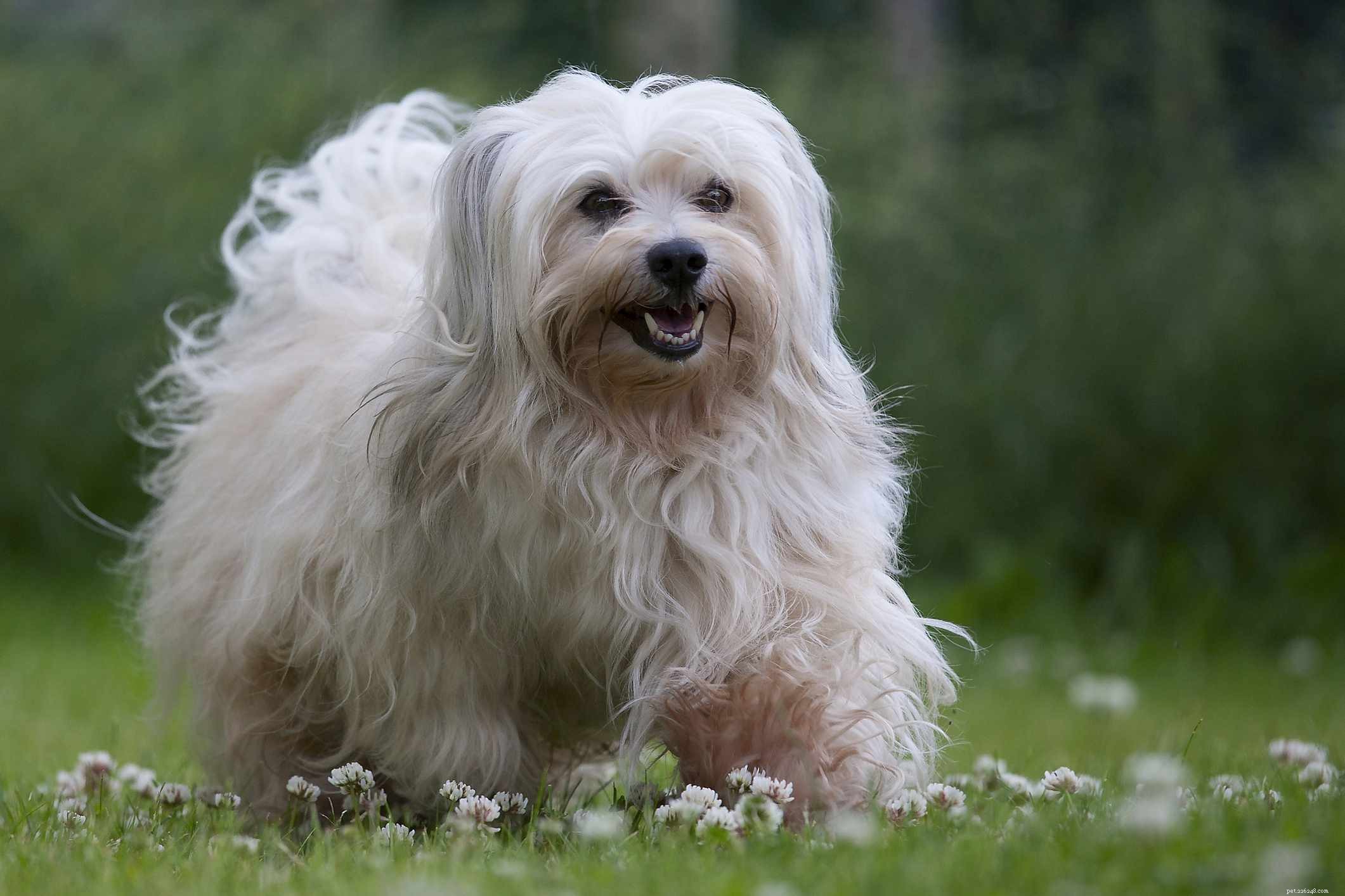 Discover 15 Unique Dog Breeds Native to Latin America