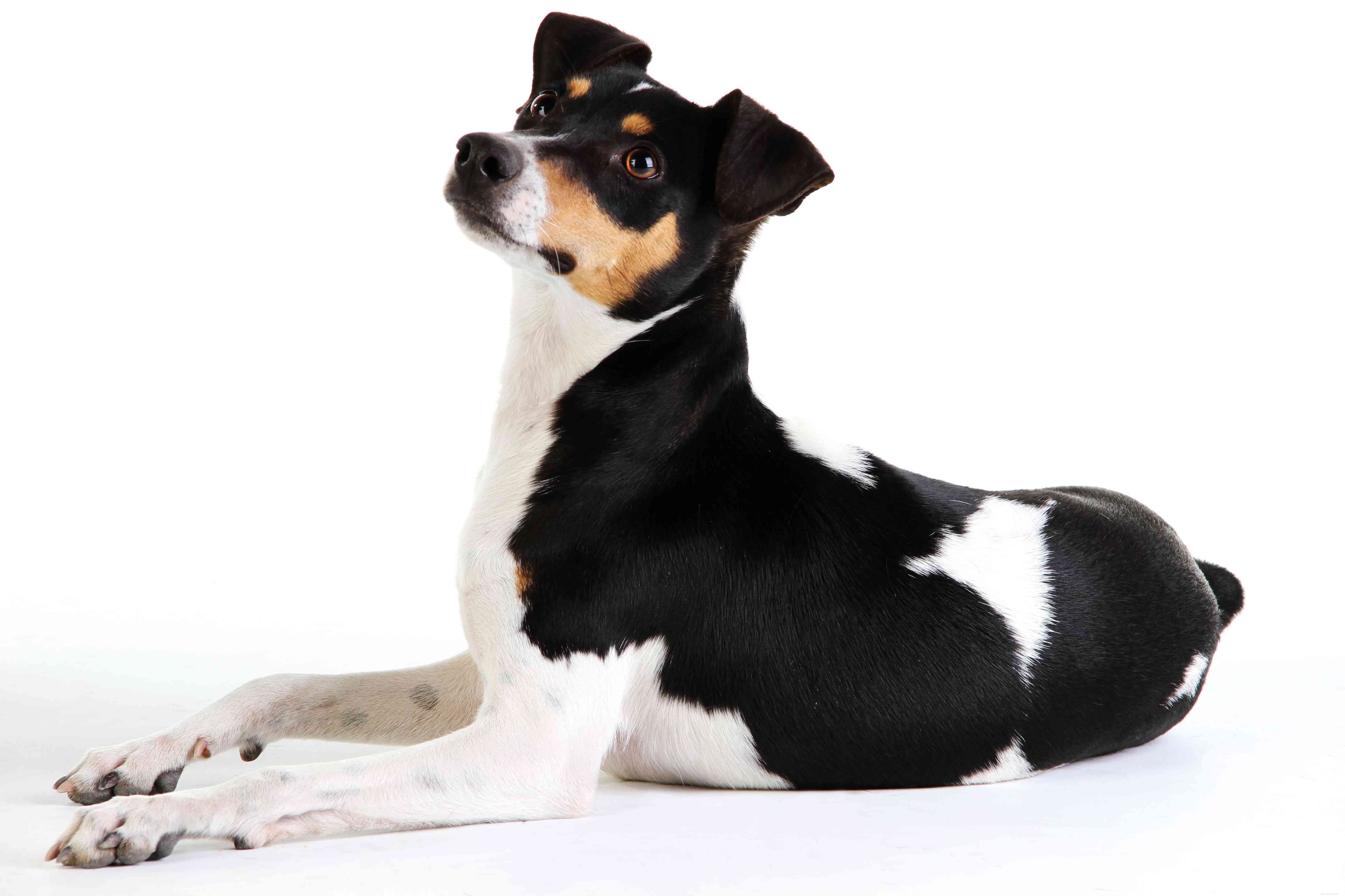 Discover 15 Unique Dog Breeds Native to Latin America