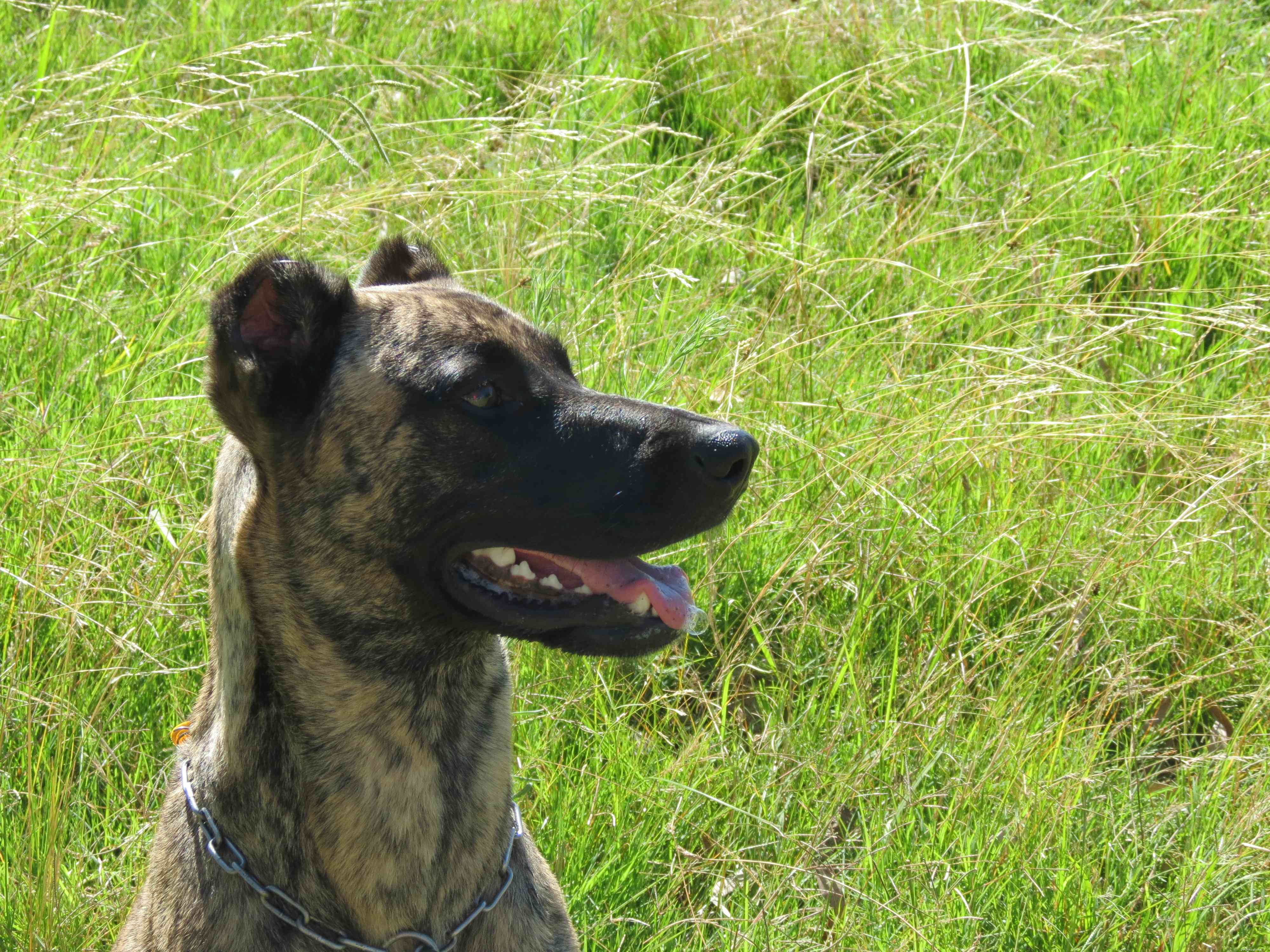 Discover 15 Unique Dog Breeds Native to Latin America