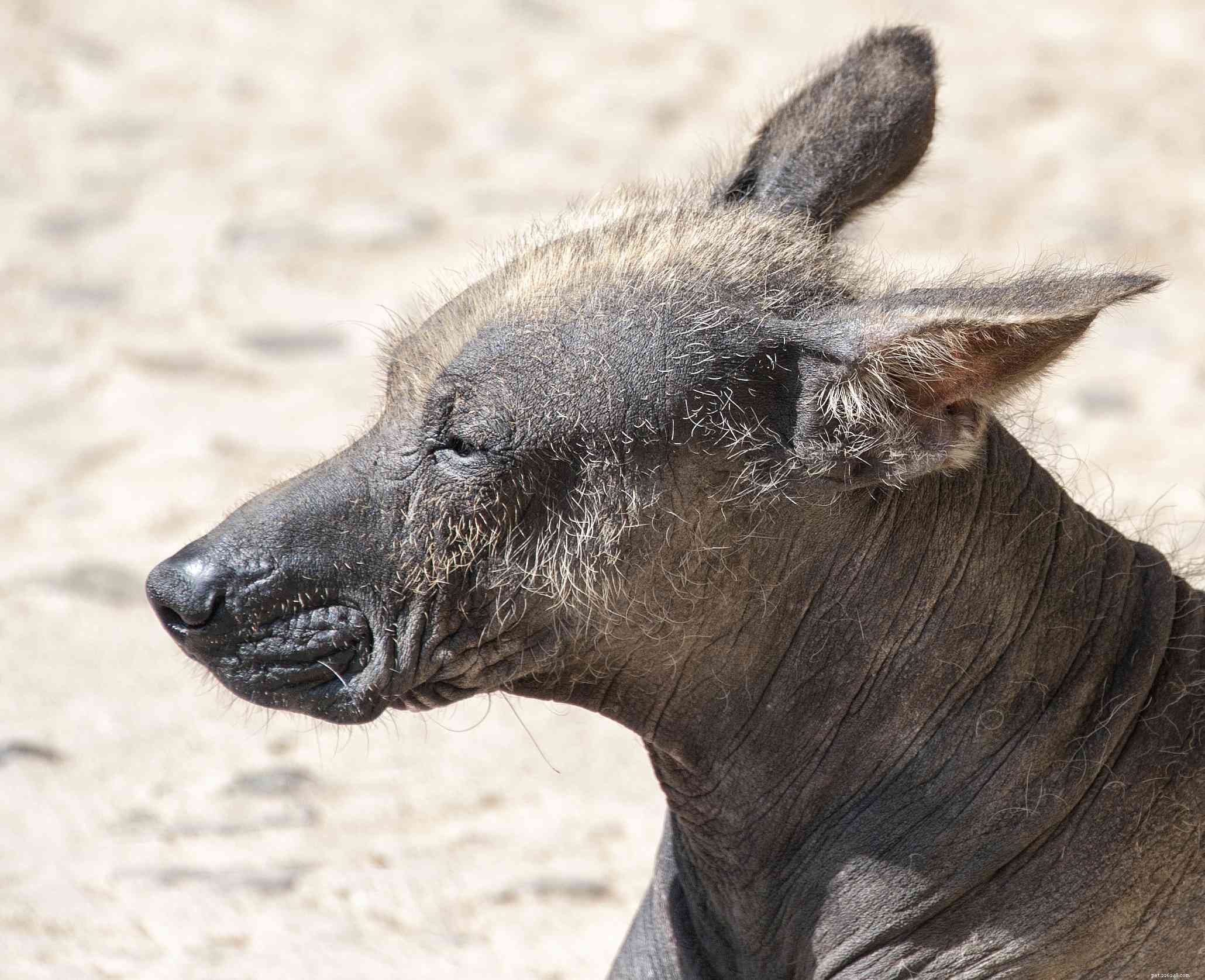 Discover 15 Unique Dog Breeds Native to Latin America