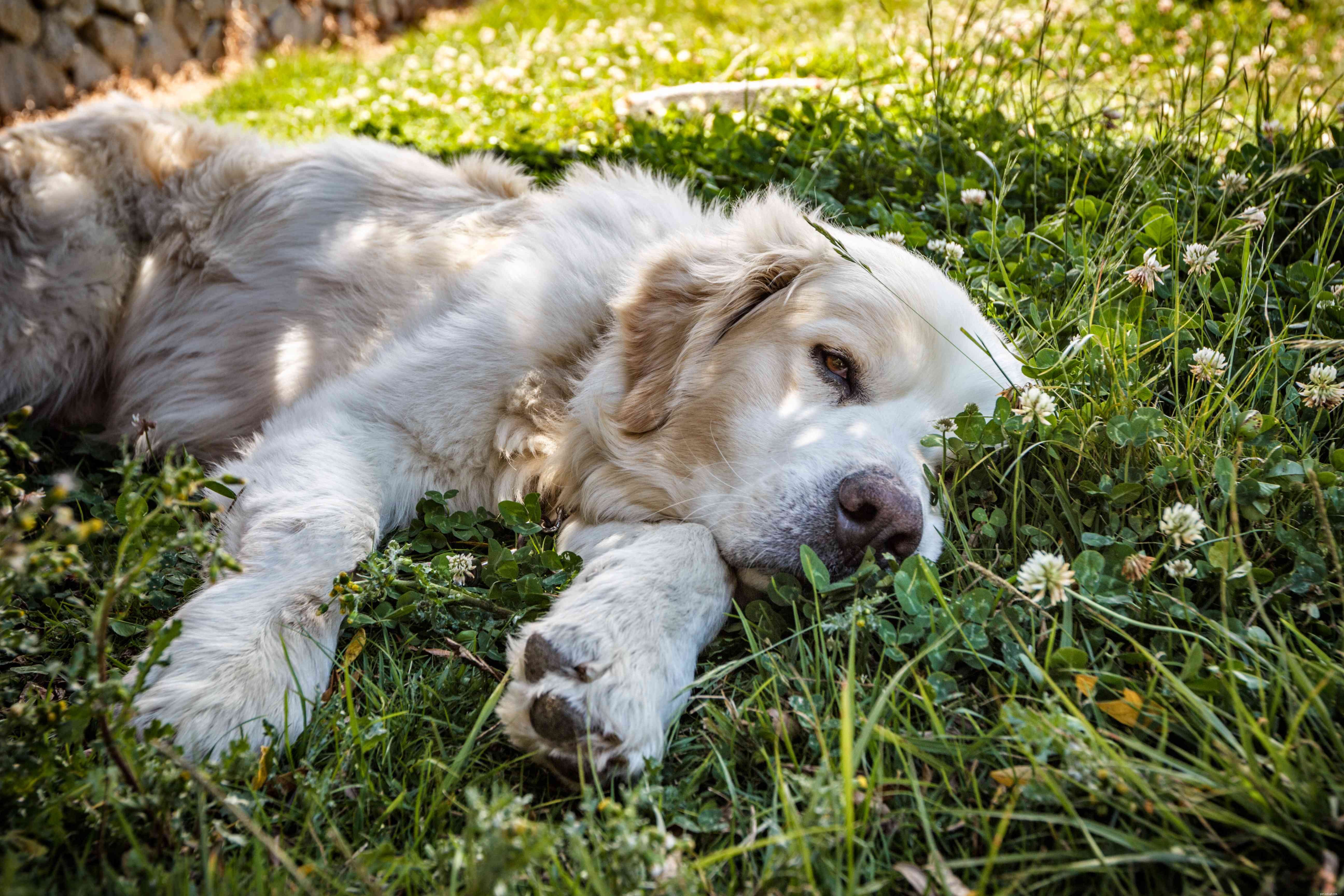 Discover 15 Unique Dog Breeds Native to Latin America