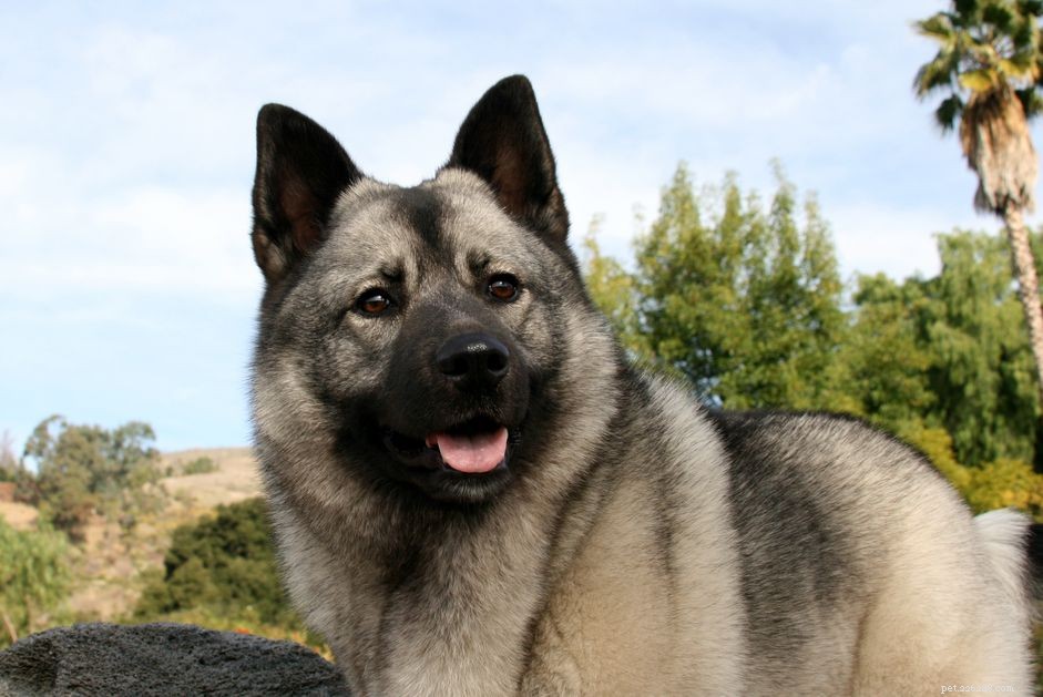 Top 6 Norwegian Dog Breeds: Arctic Spitz & Scent Hounds