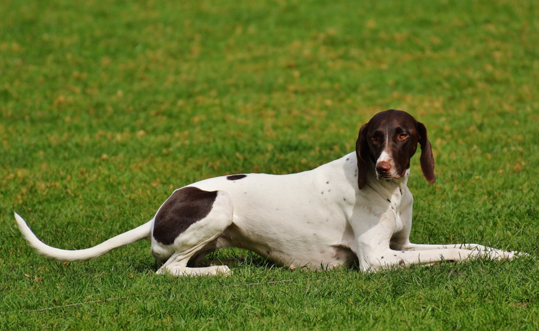 Top 6 Norwegian Dog Breeds: Arctic Spitz & Scent Hounds