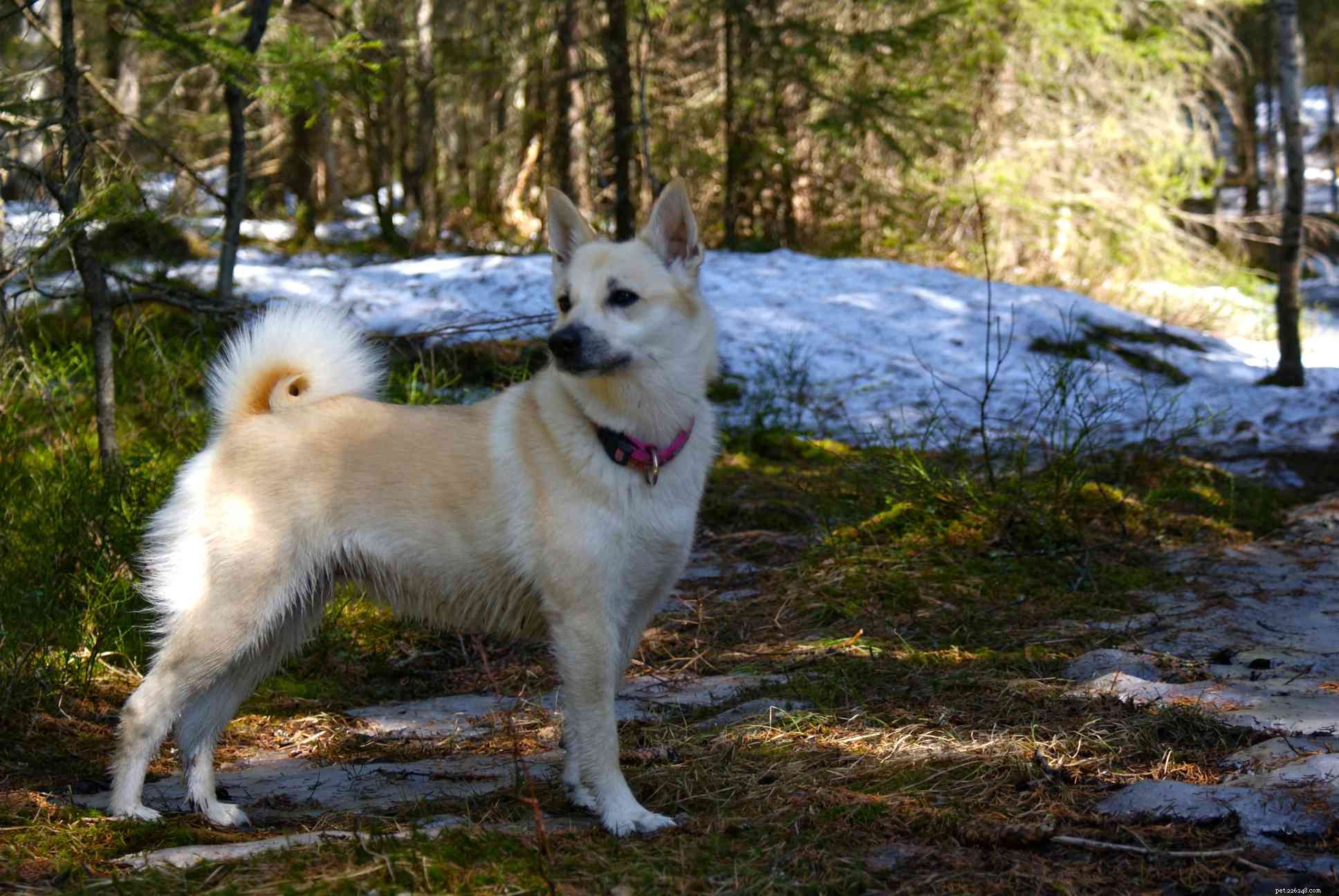 Top 6 Norwegian Dog Breeds: Arctic Spitz & Scent Hounds