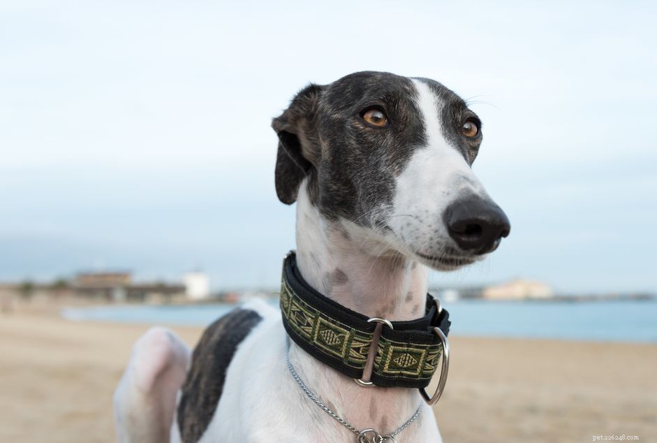 13 Premier Spanish Dog Breeds: Heritage, Traits & Family Companions