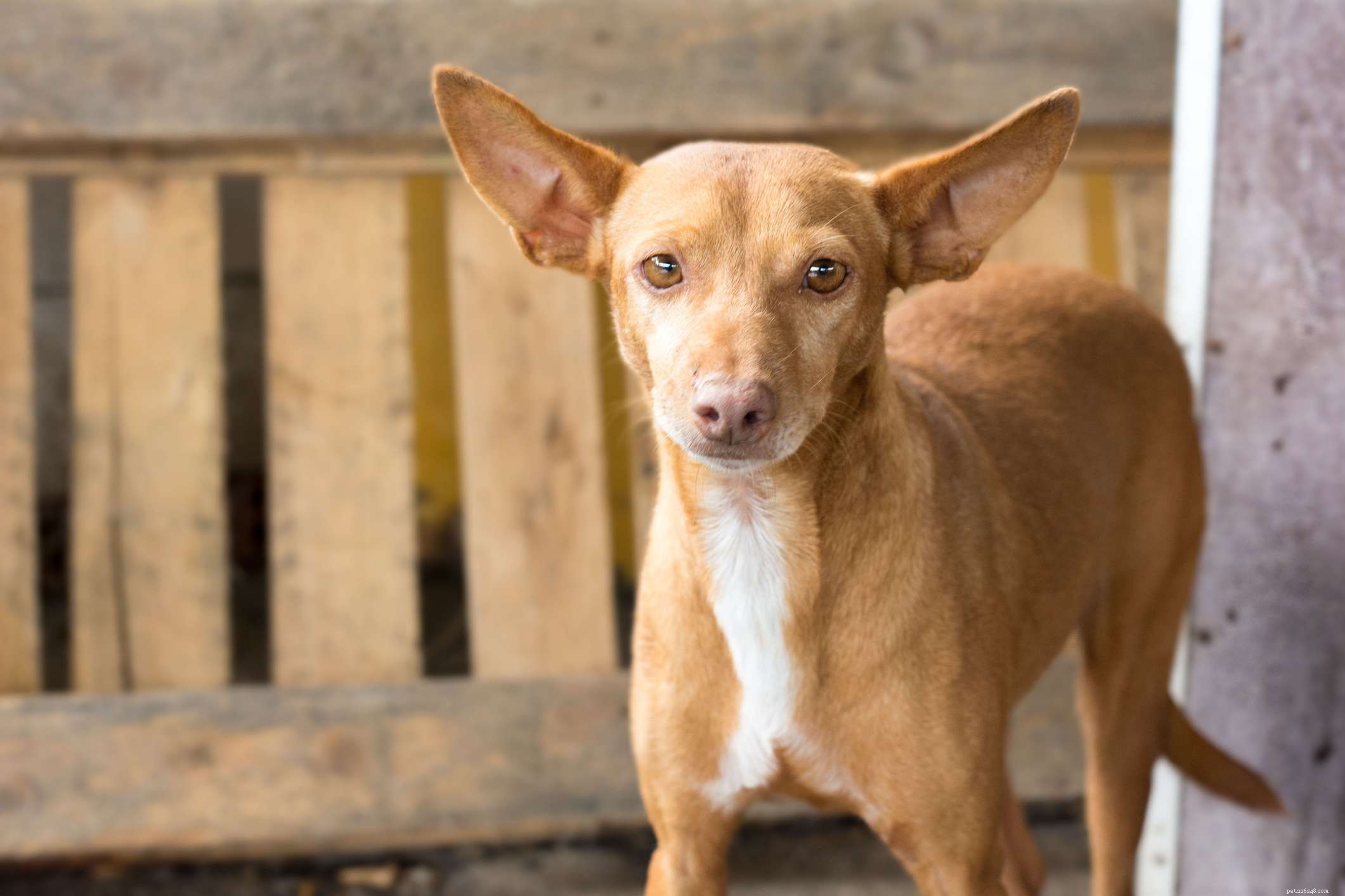13 Premier Spanish Dog Breeds: Heritage, Traits & Family Companions