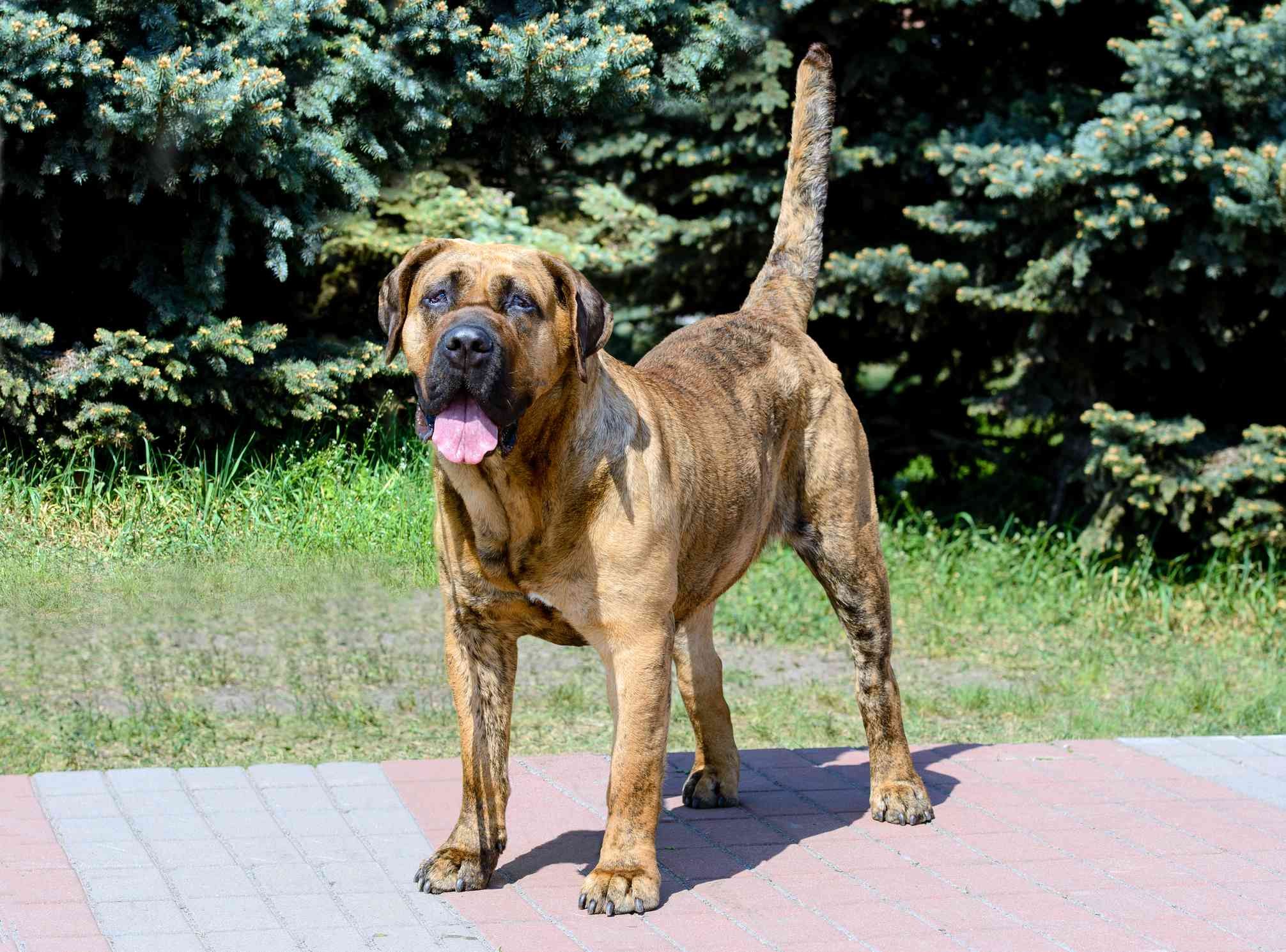 13 Premier Spanish Dog Breeds: Heritage, Traits & Family Companions