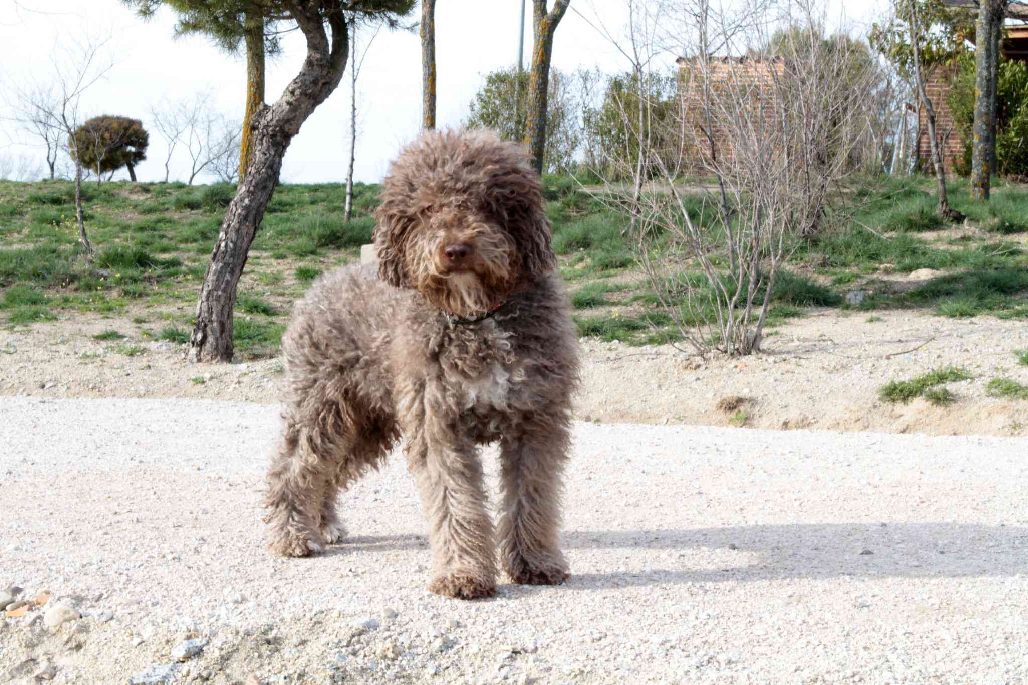 13 Premier Spanish Dog Breeds: Heritage, Traits & Family Companions