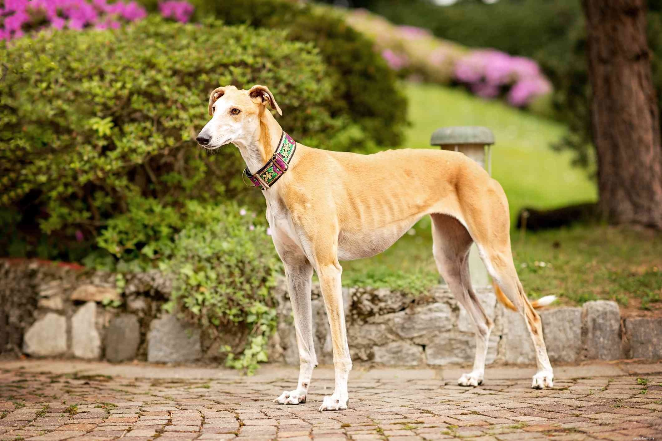 13 Premier Spanish Dog Breeds: Heritage, Traits & Family Companions