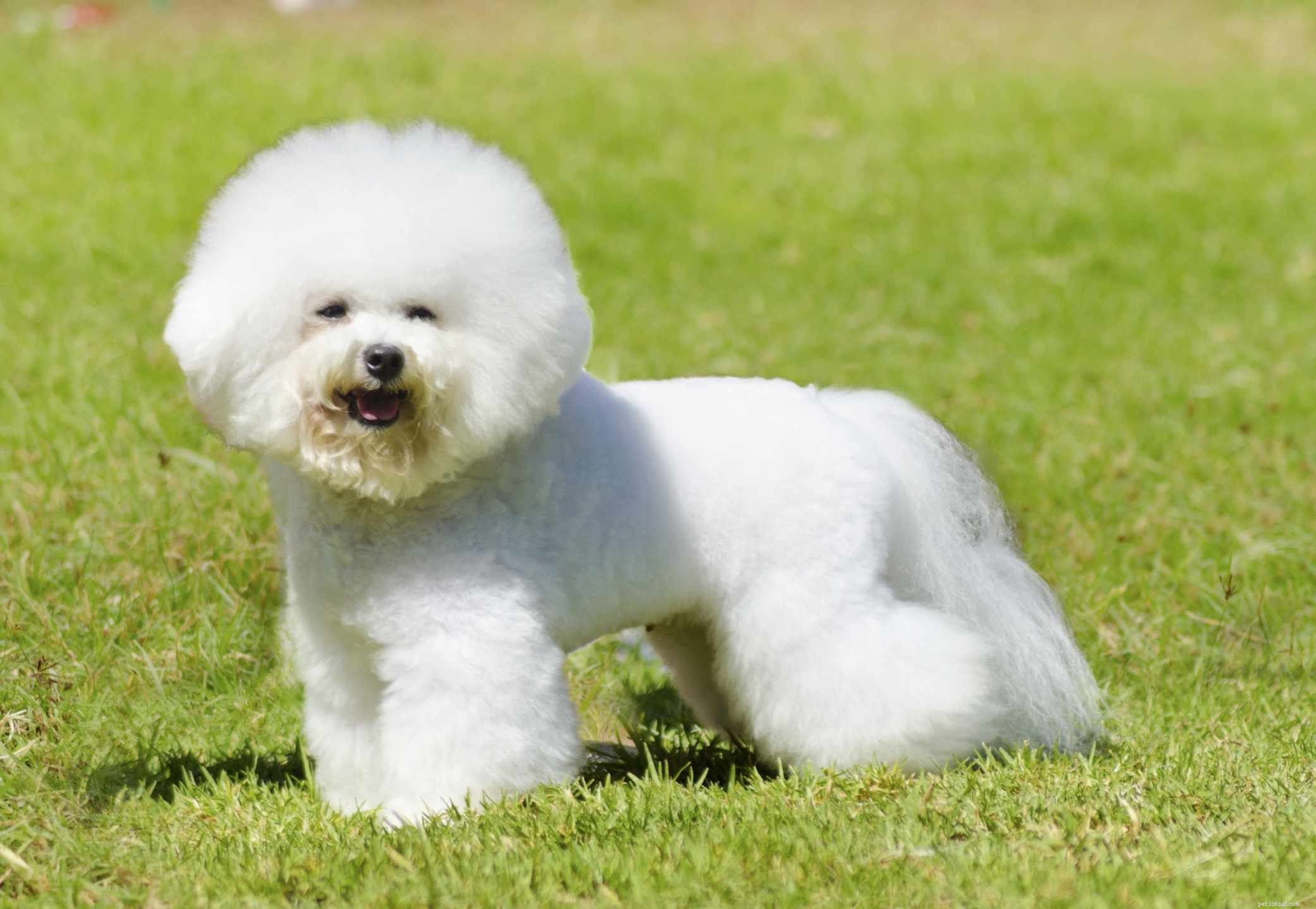 13 Premier Spanish Dog Breeds: Heritage, Traits & Family Companions