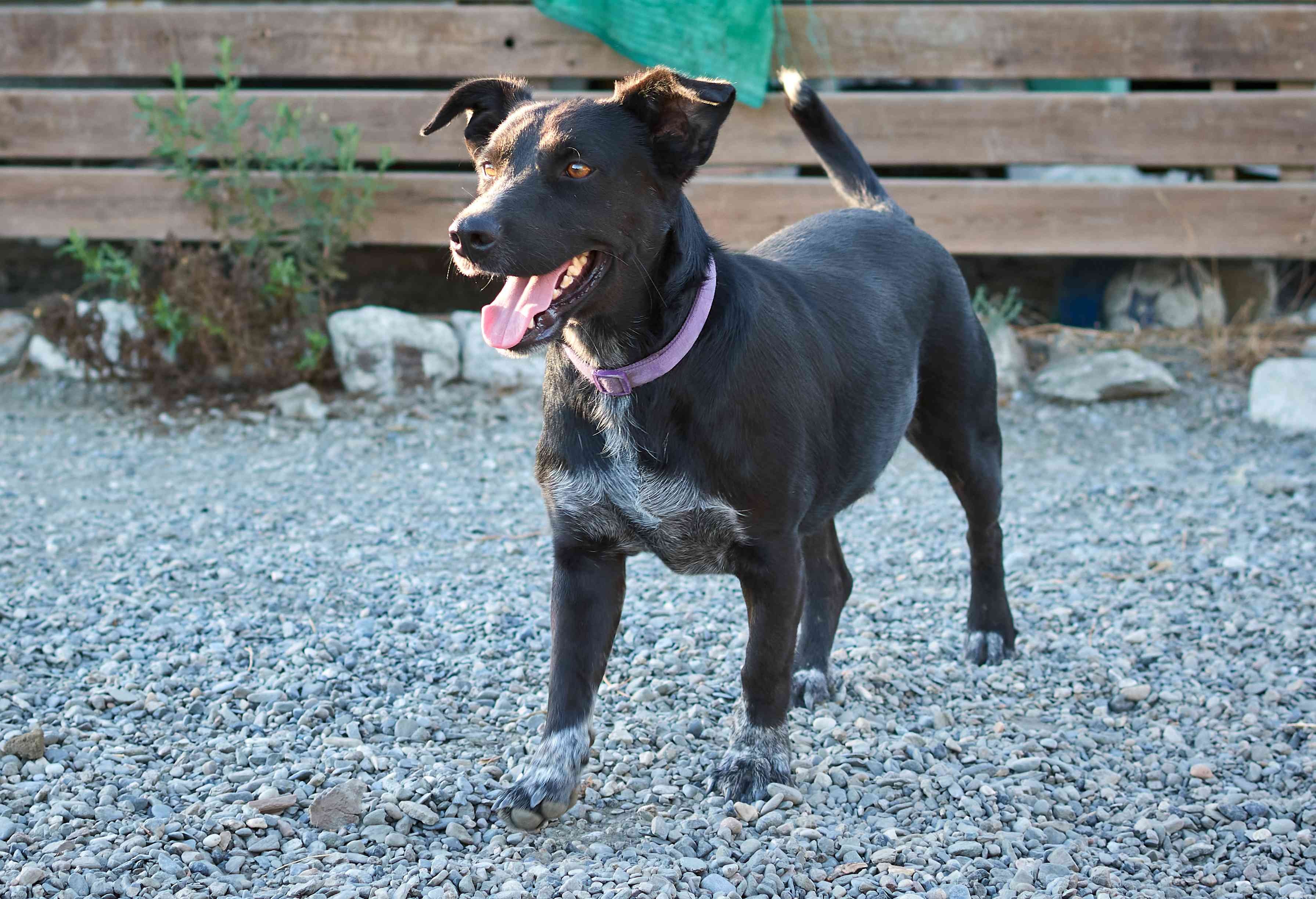 13 Premier Spanish Dog Breeds: Heritage, Traits & Family Companions