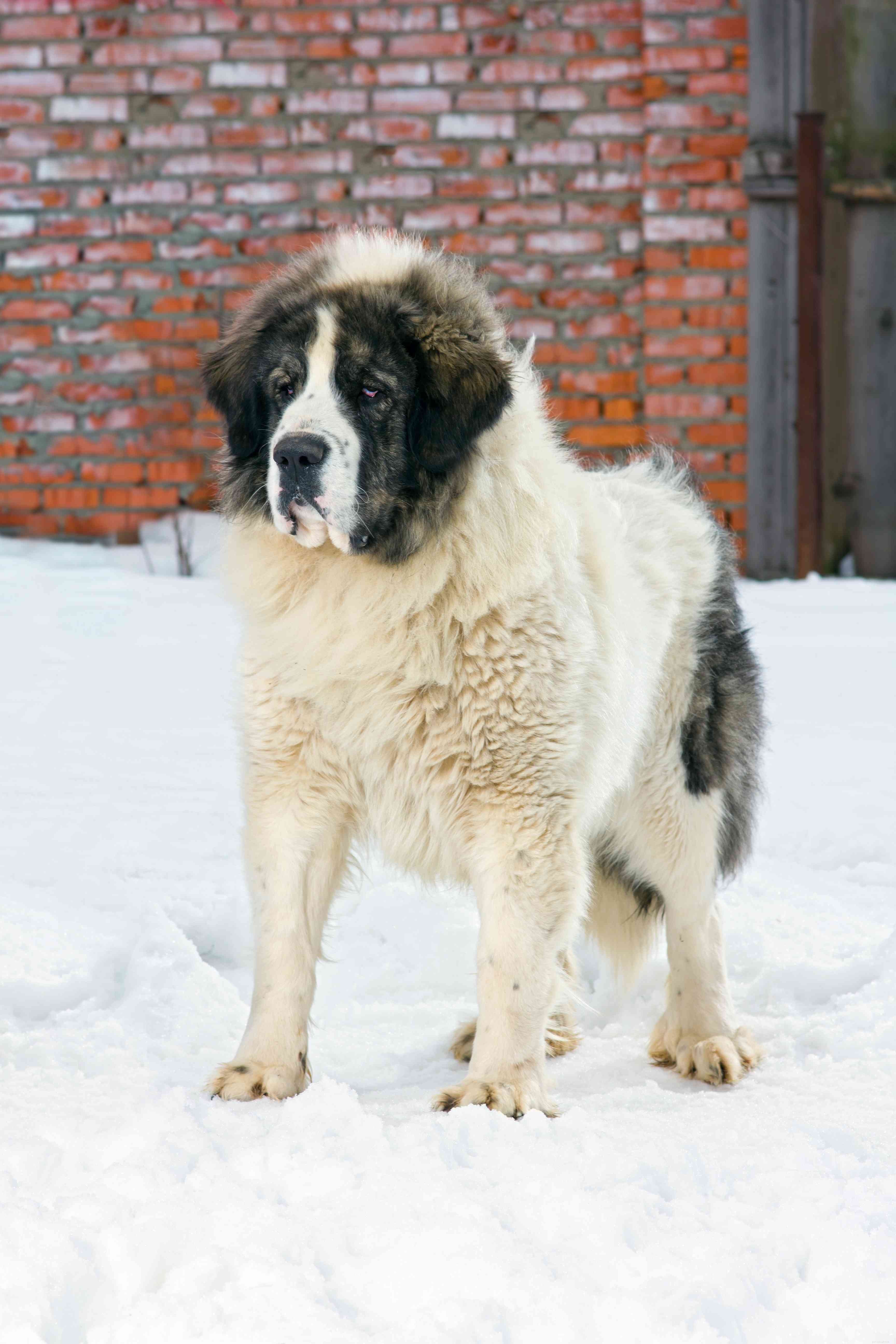 13 Premier Spanish Dog Breeds: Heritage, Traits & Family Companions