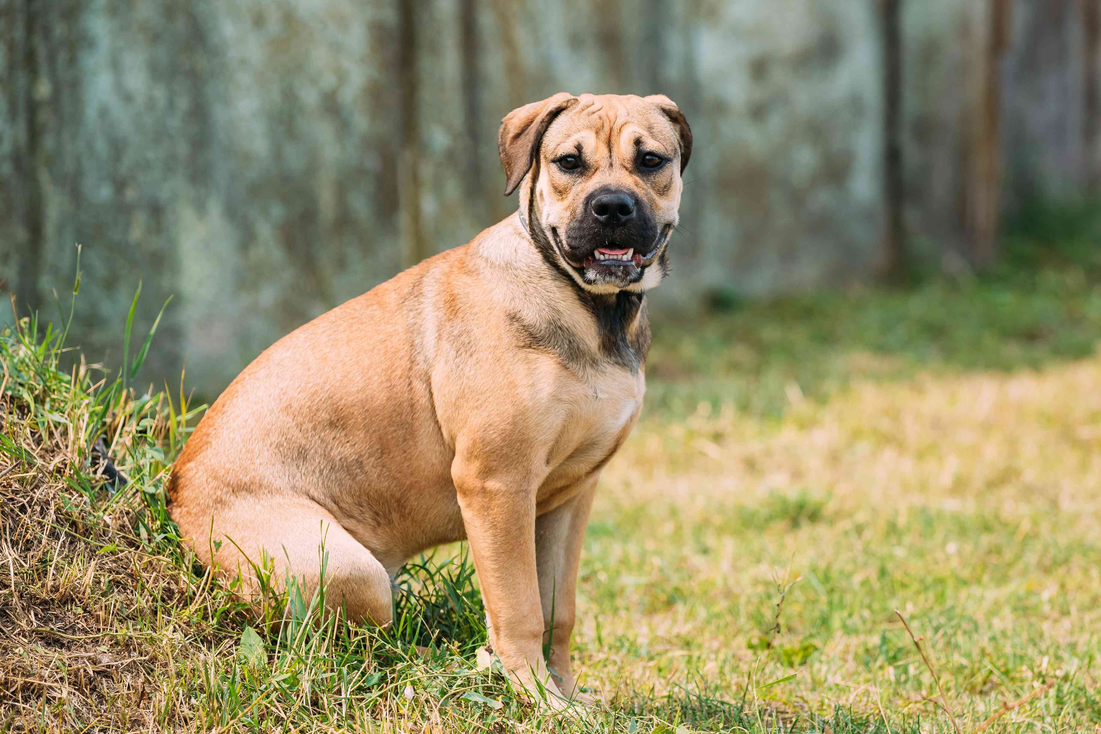 13 Premier Spanish Dog Breeds: Heritage, Traits & Family Companions