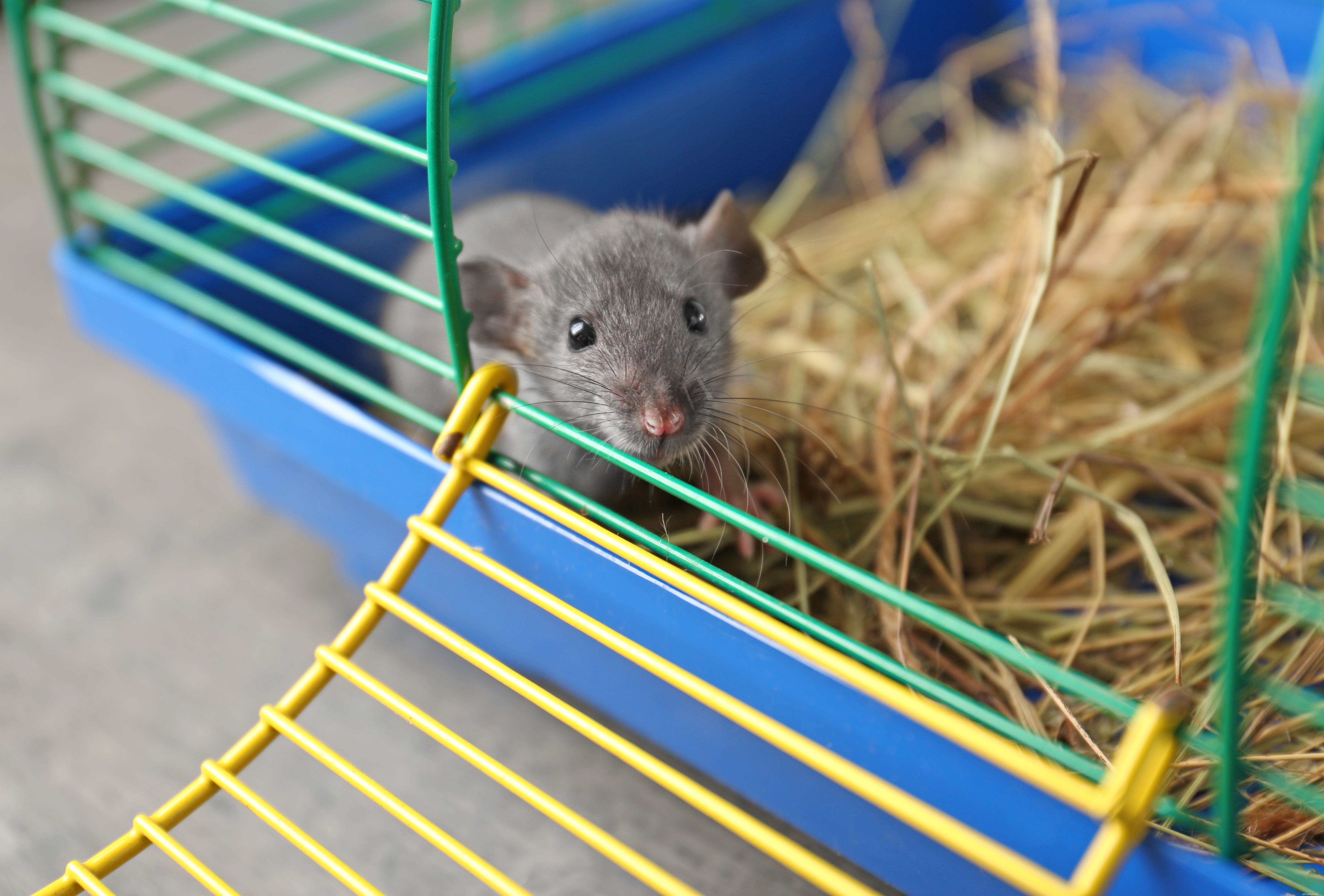 How to Safely Treat Lice in Your Pet Rat