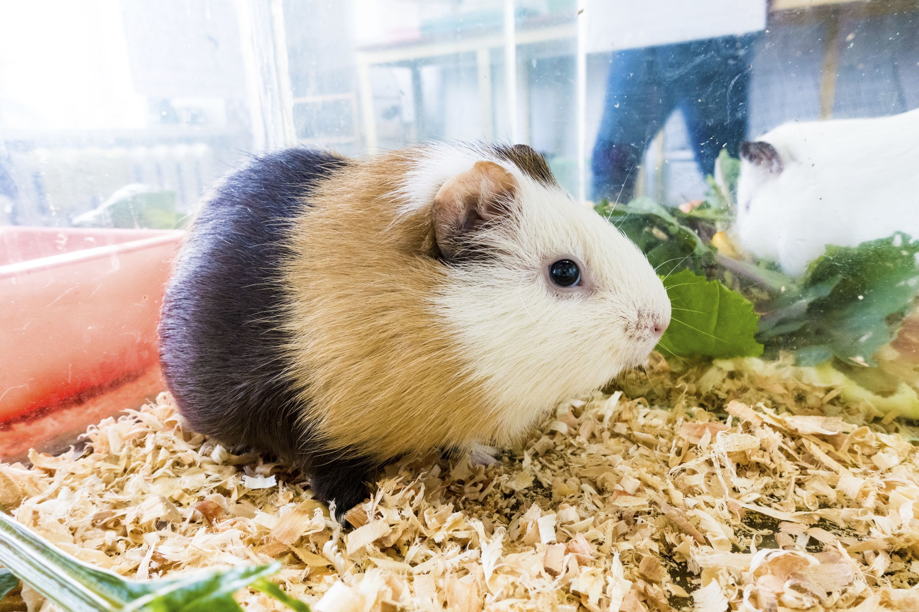 How to Safely Treat Lice in Your Pet Rat