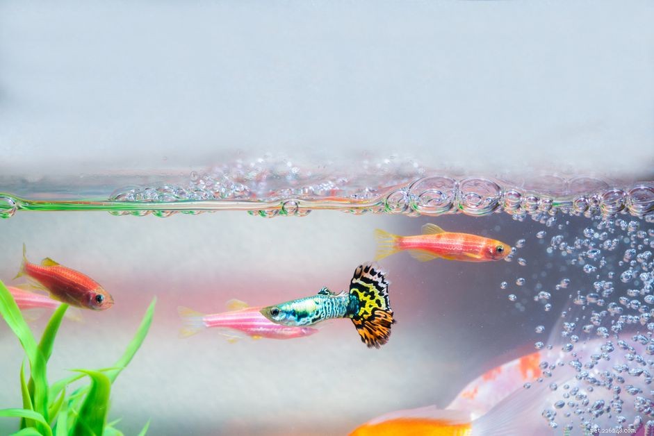 How to Choose the Right Aquarium Heater: A Comprehensive Size Guide
