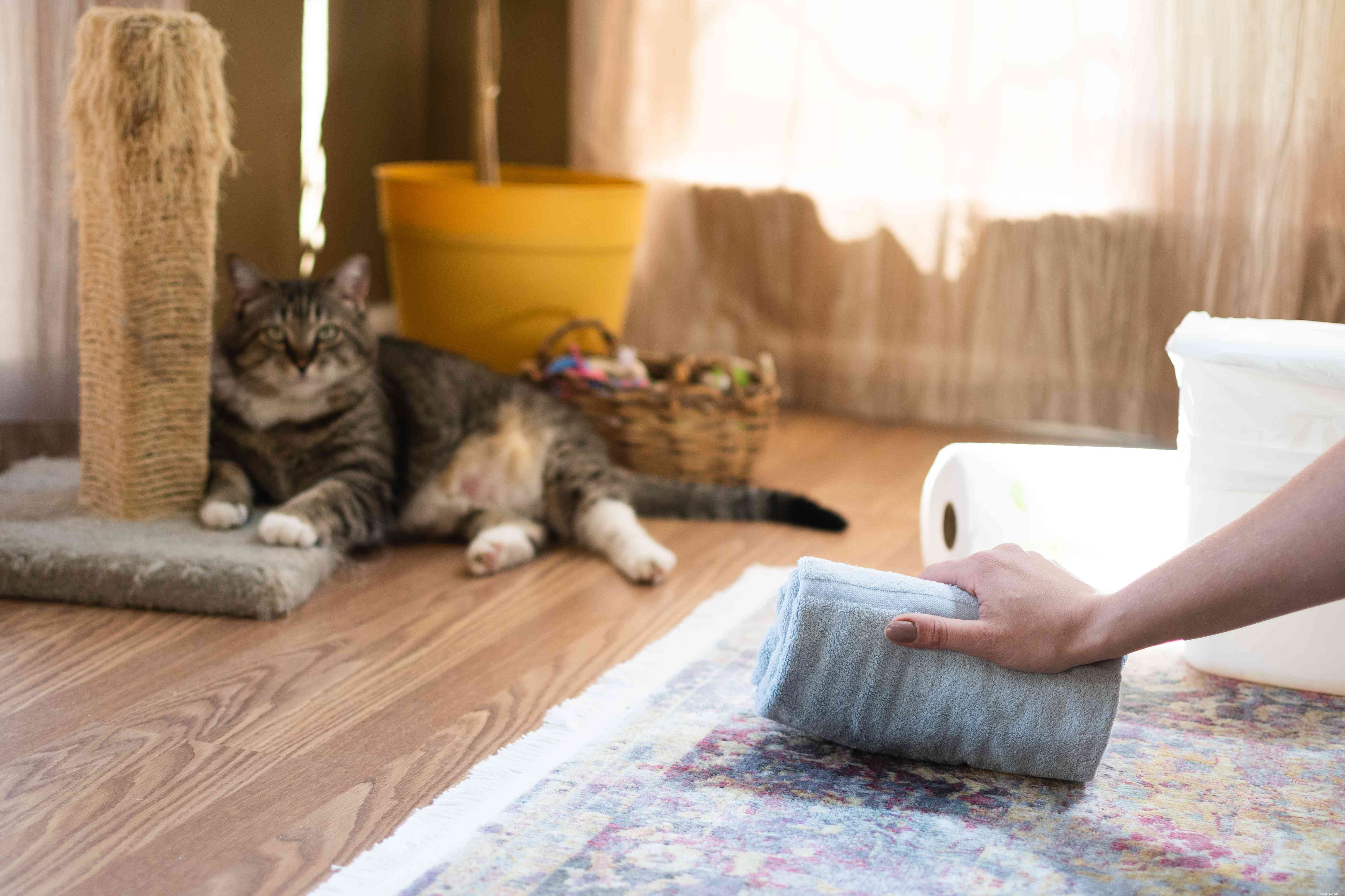 Mastering Cat Accident Cleanup: Expert Tips for a Spotless Home