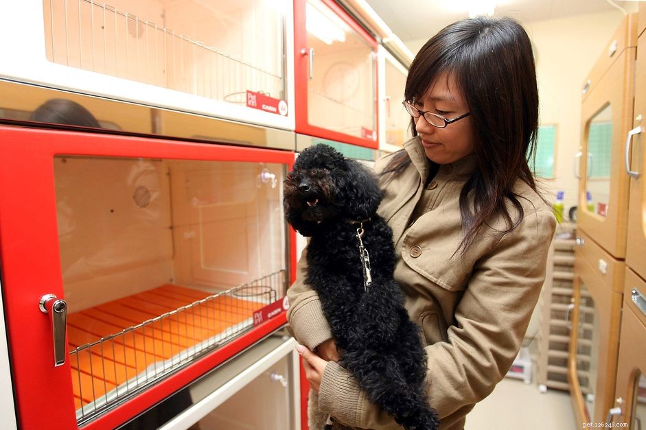 Planning a Stress‑Free Vacation for Your Puppy: Essential Tips & Guidance