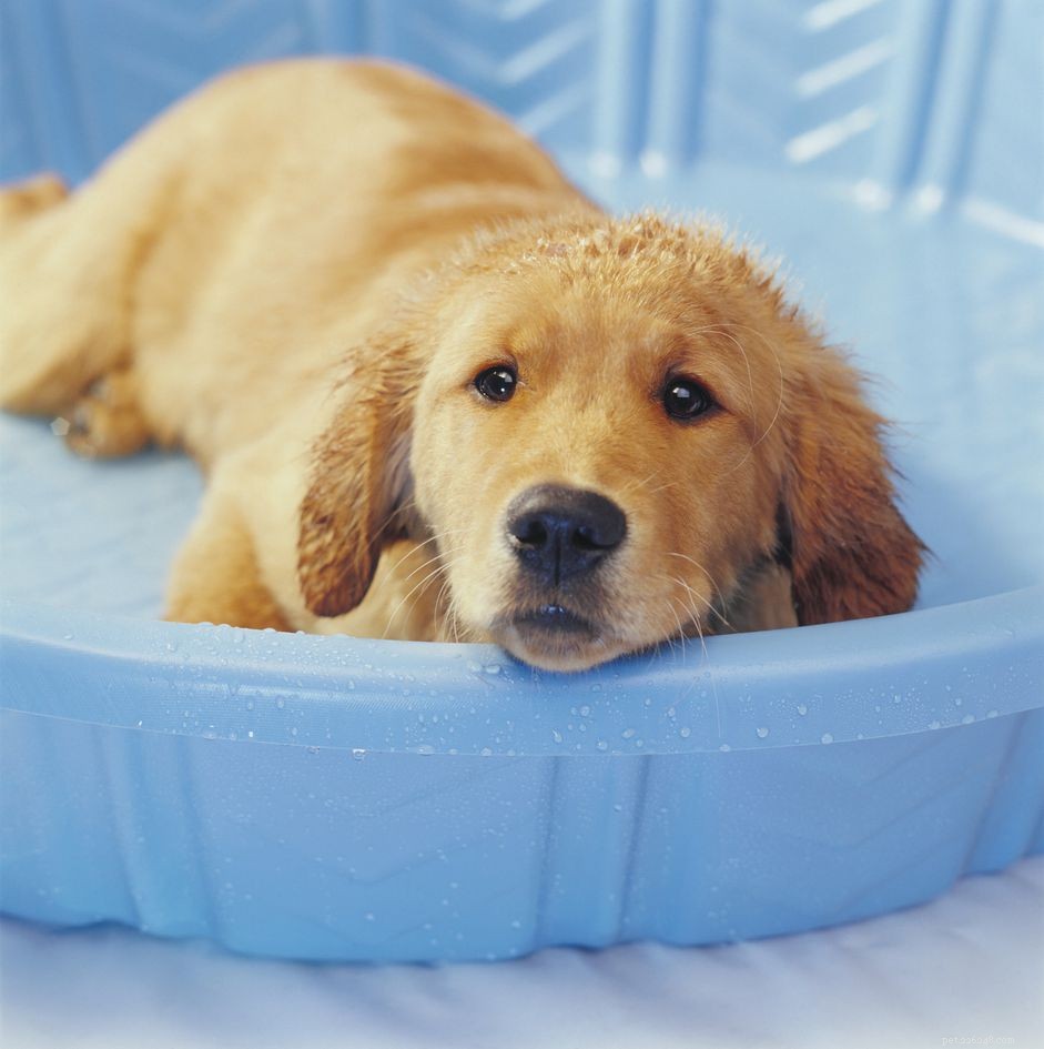Preventing Heat Stroke in Guinea Pigs: Signs, Symptoms & Care Tips