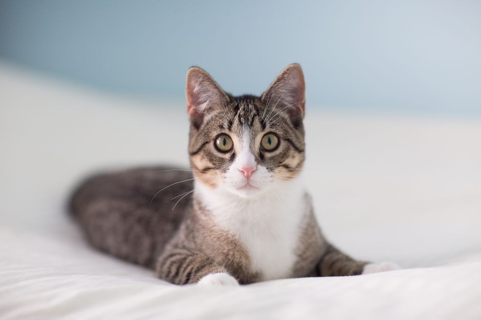 Unraveling the Mystery: Why Cats Stare at Walls