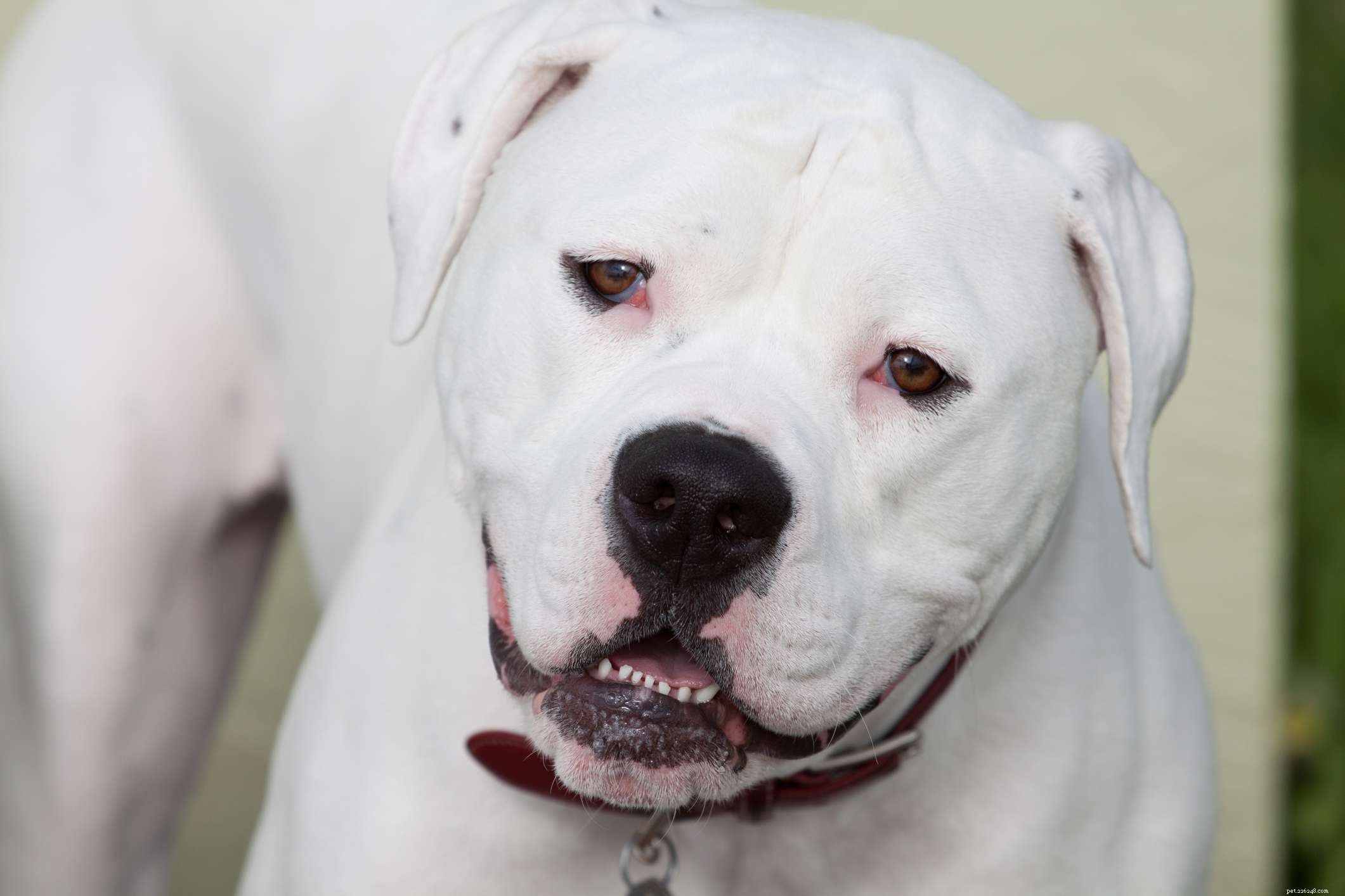 Top 10 American Dog Breeds: Unique, Loyal, and Loved Nationwide