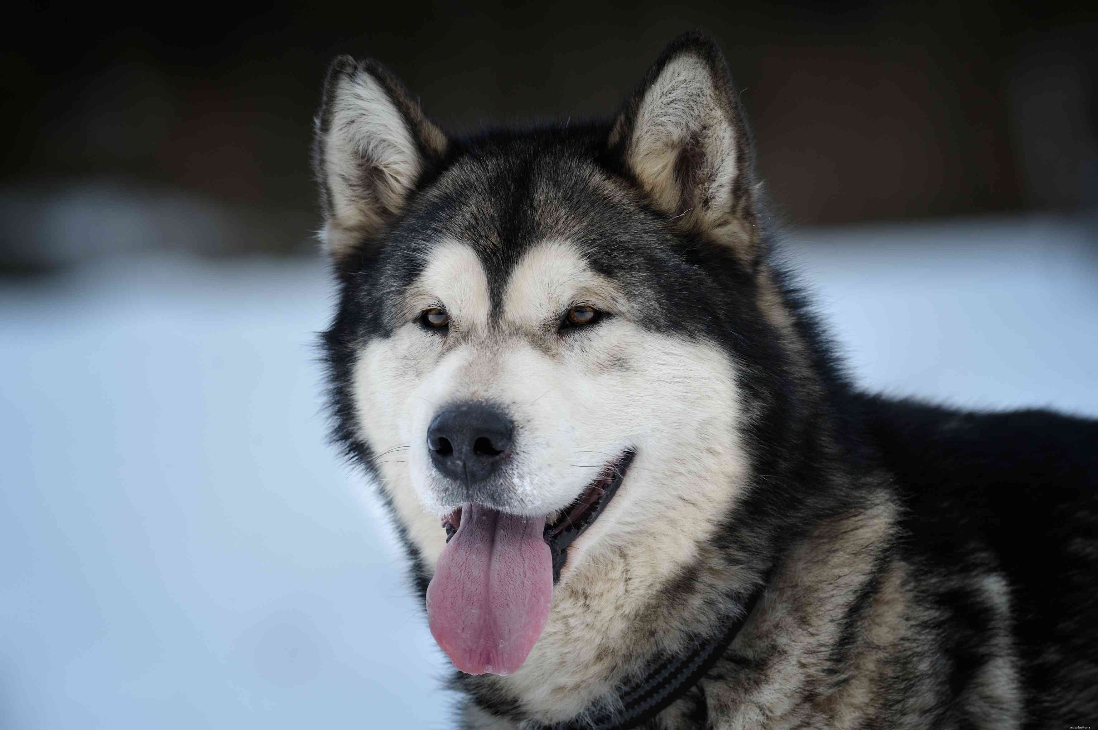 Top 10 American Dog Breeds: Unique, Loyal, and Loved Nationwide